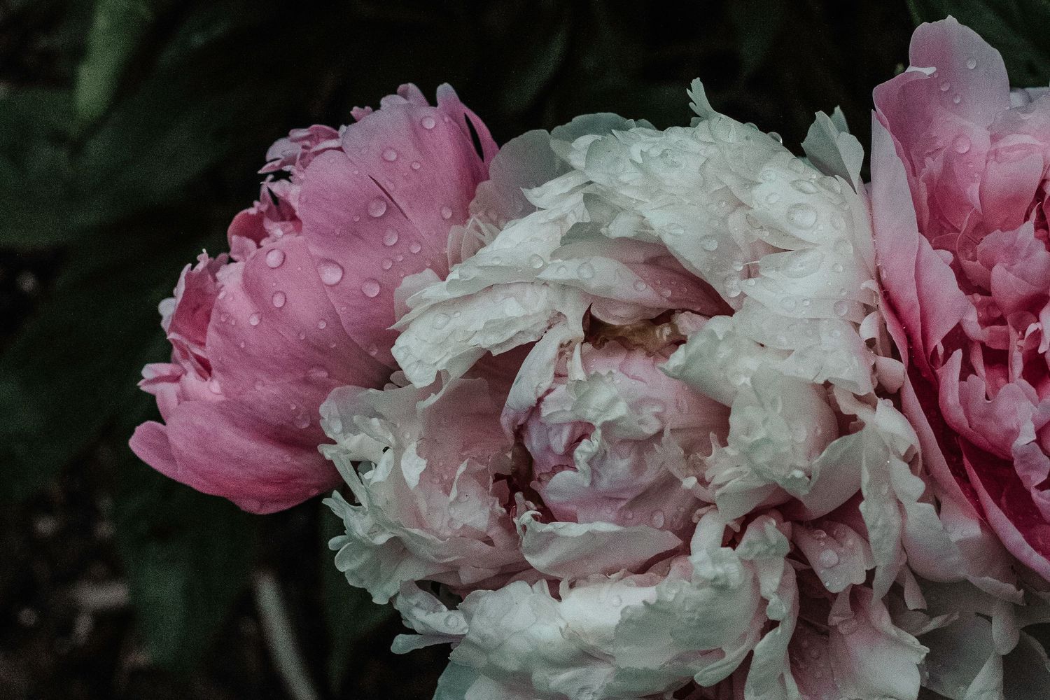 Delicate pink peonies with ruffled petals in full bloom.