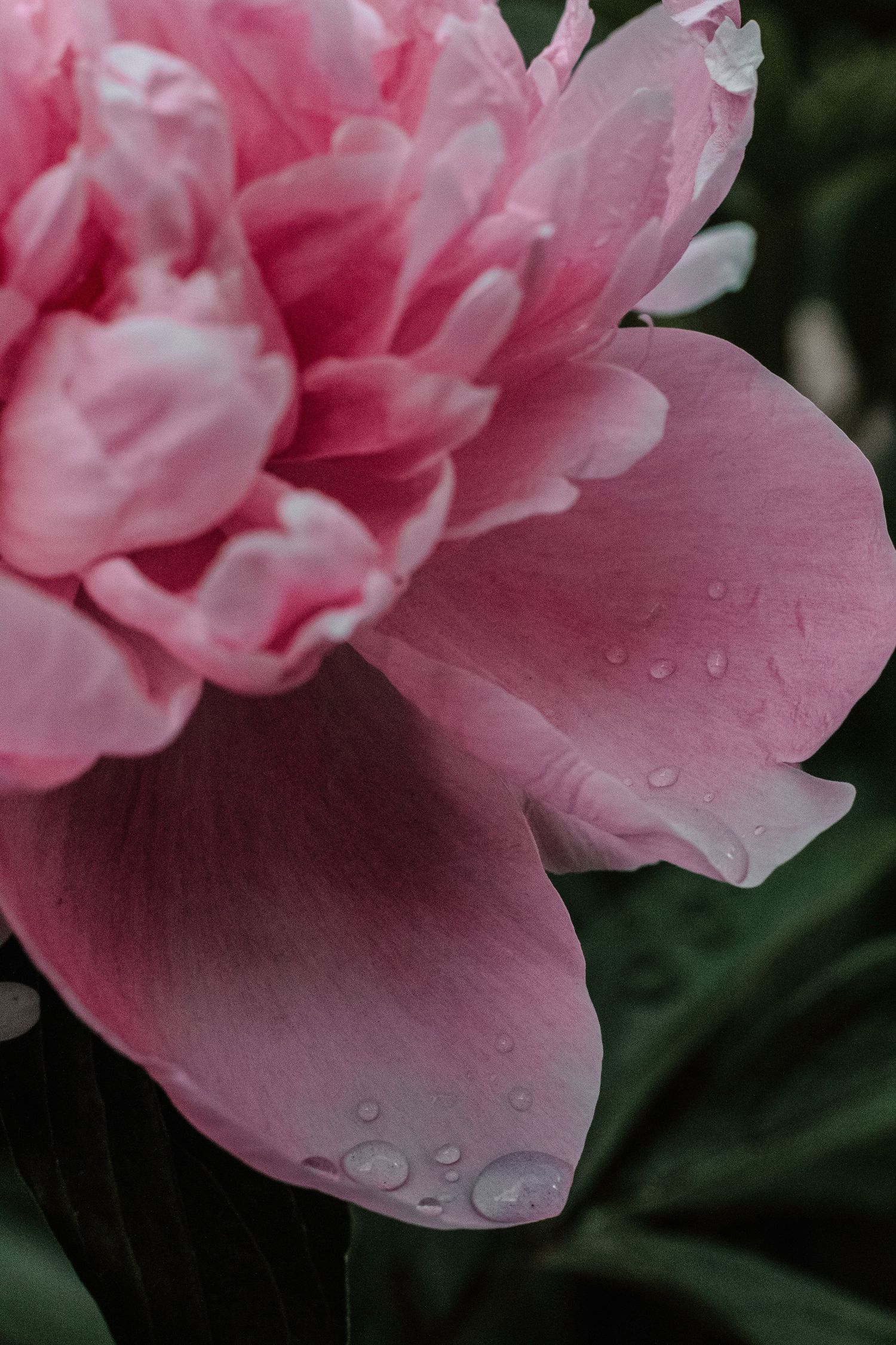 Close-up of pink peony petals with water droplets showing intricate detail.