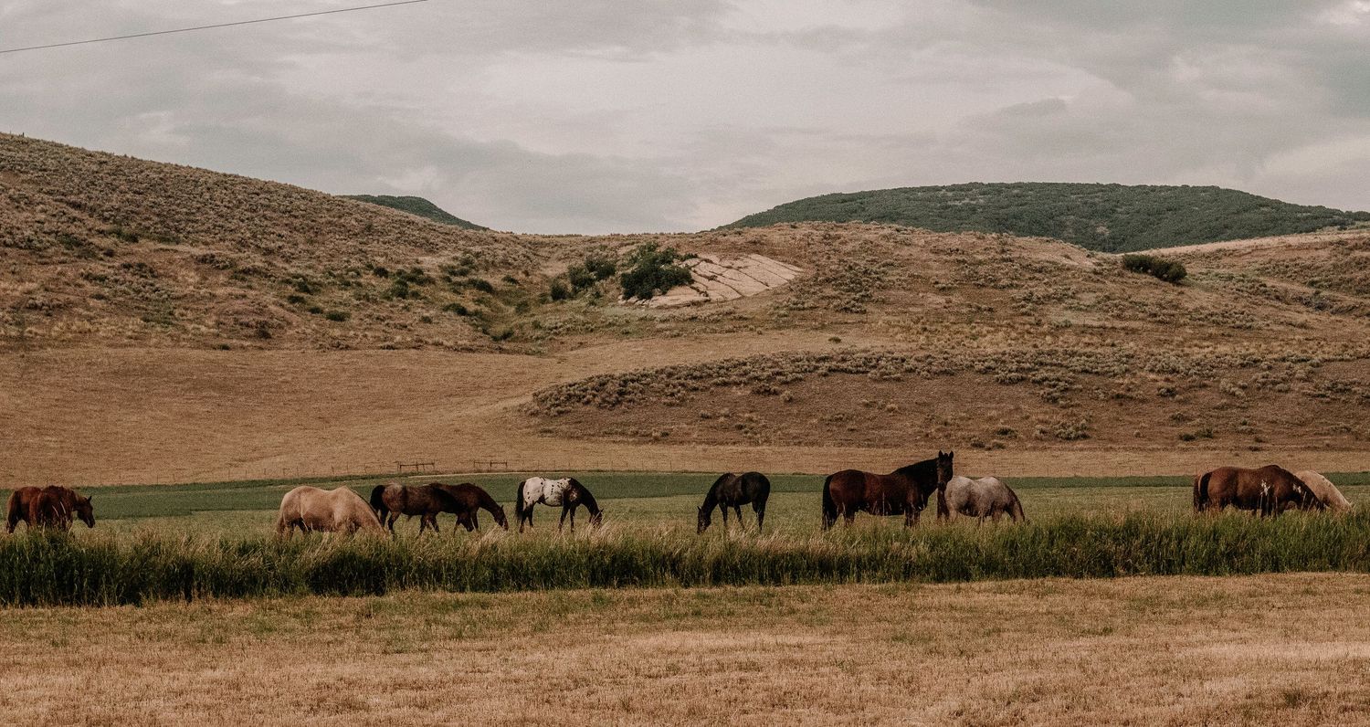 Panoramic view of wild horses grazing in a vast desert landscape.