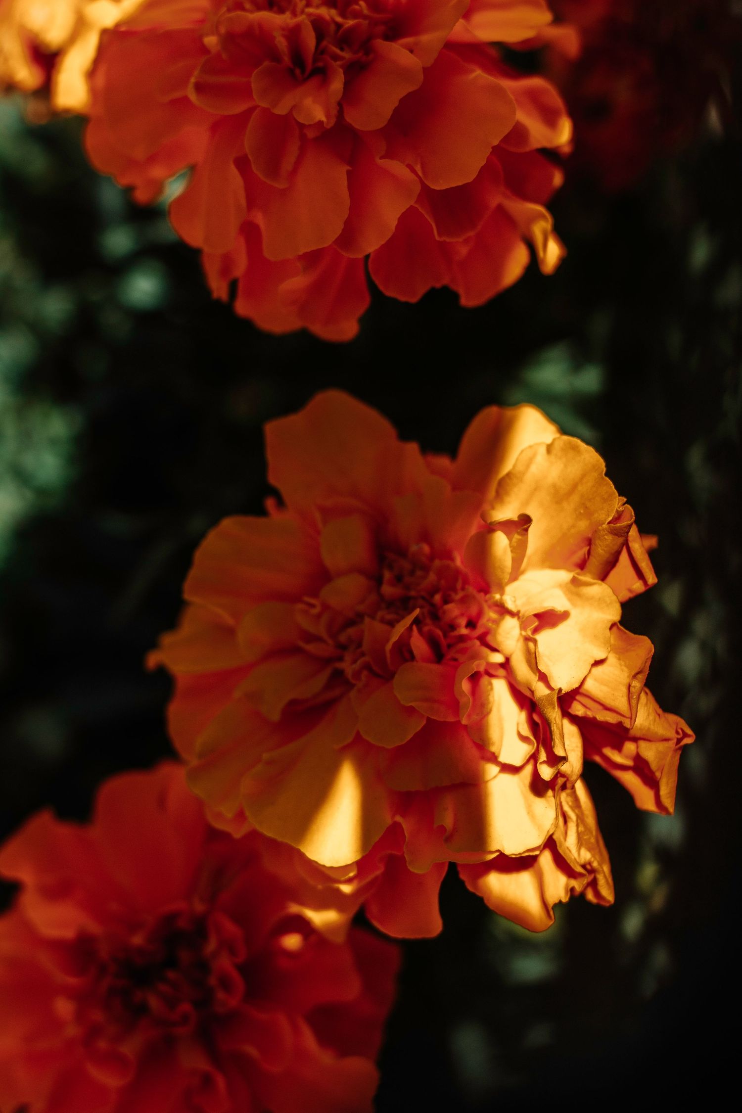 Orange marigold flowers glowing in warm sunlight against dark background.