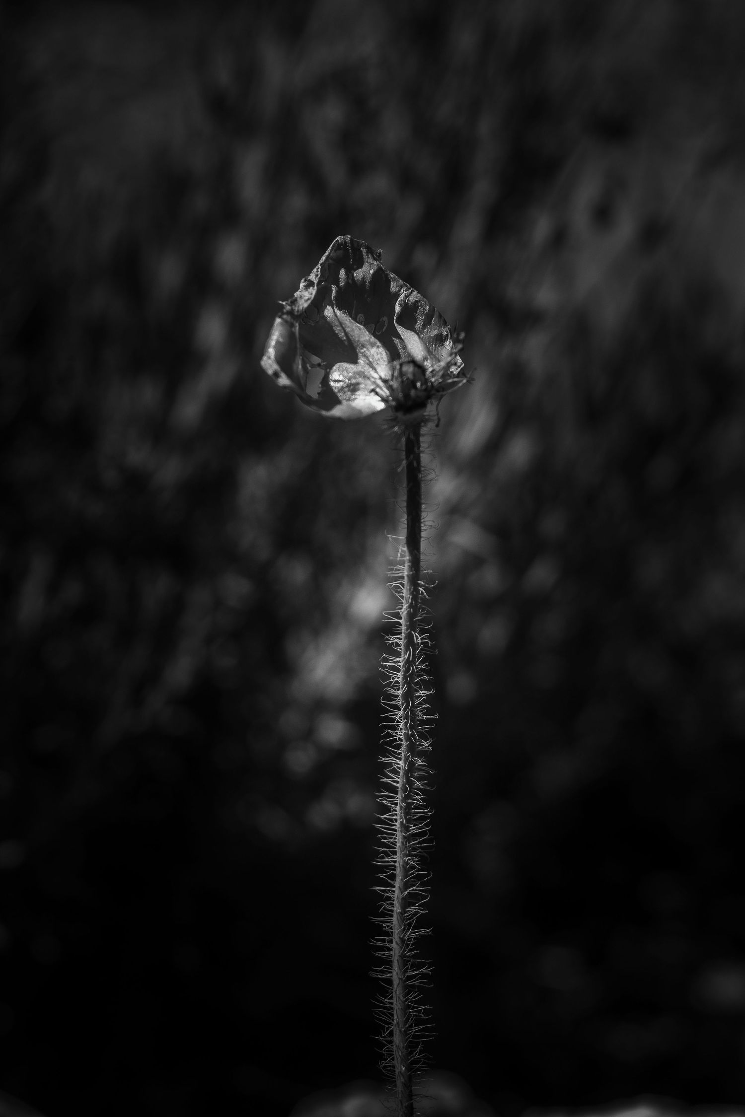 Black and white macro photograph of frost crystals on plant stems.