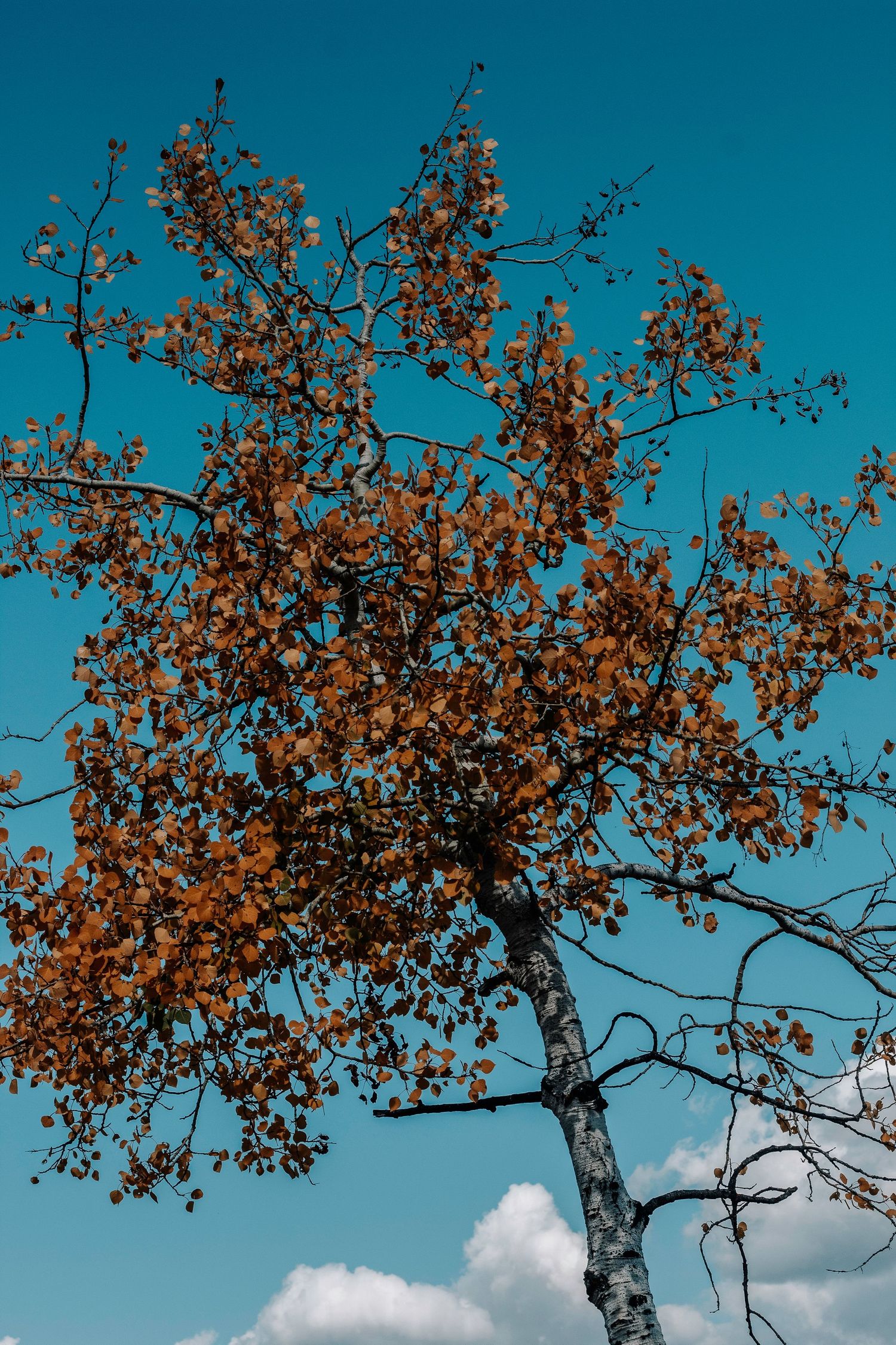 Autumn tree branches with golden leaves against a vibrant blue sky with wispy clouds.