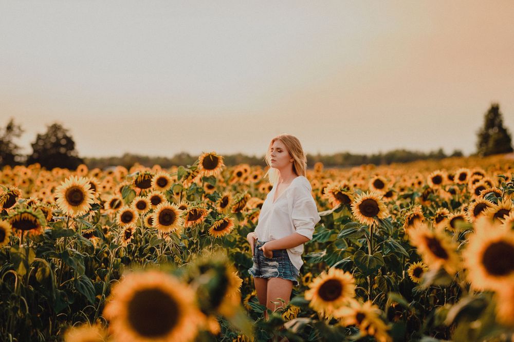 Vibrant sunflower field during golden hour with tall stalks and bright yellow blooms.