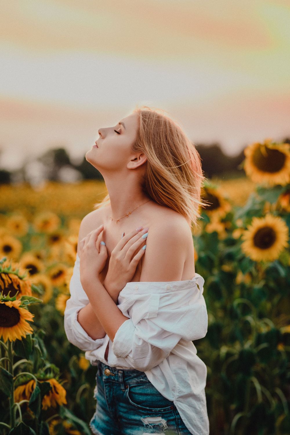 Sunflower field glowing in warm evening light with tall green stalks.