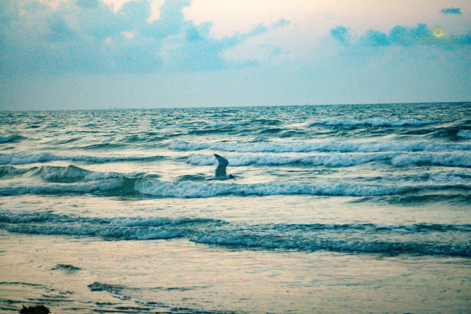 Vintage-style photo of a seagull flying over ocean waves at a beach.