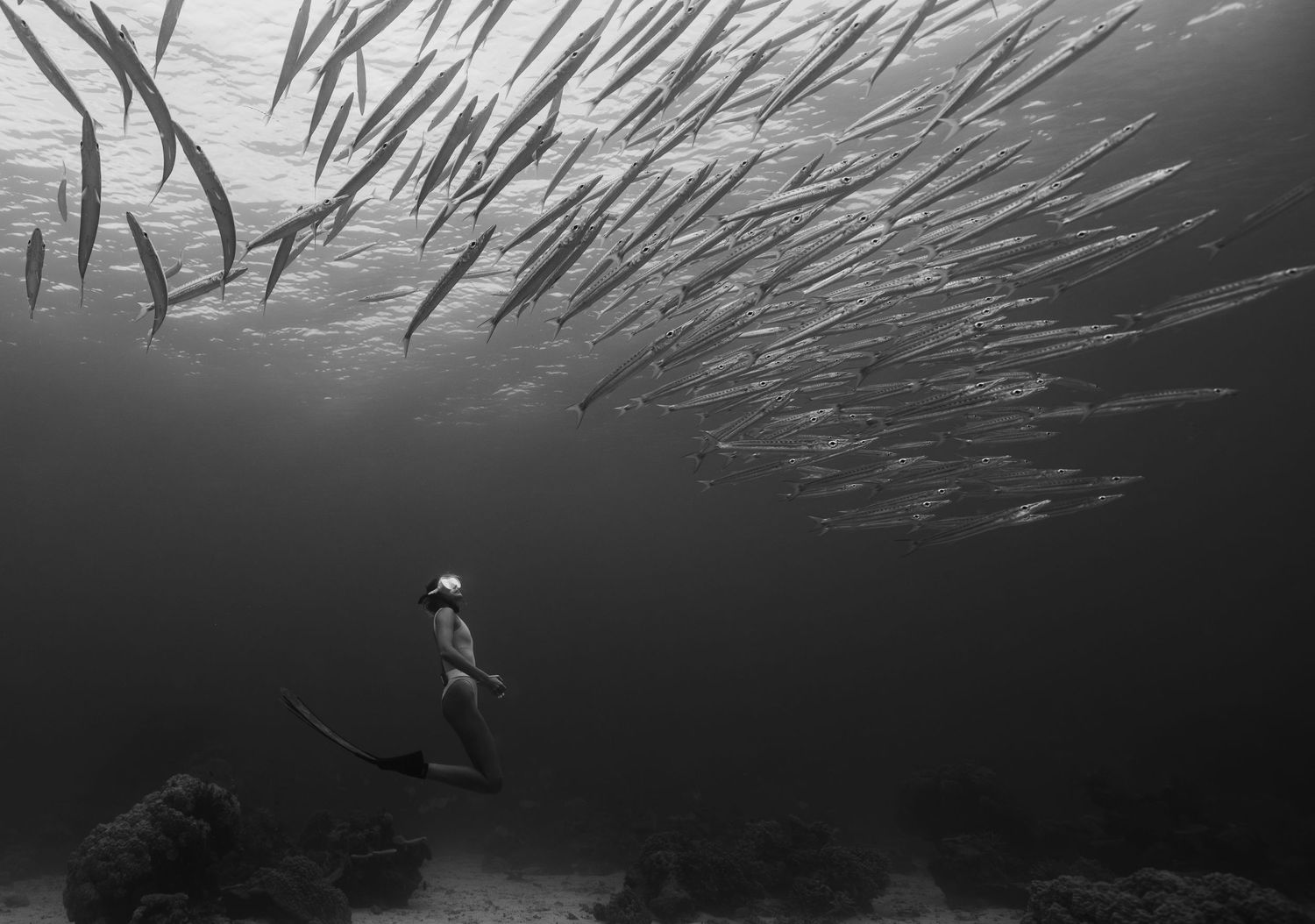 Underwater black and white photo of a diver surrounded by schools of fish in silhouette.