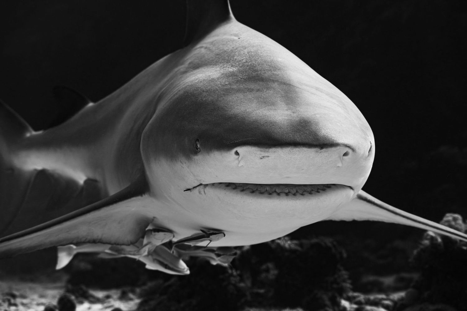 Close-up black and white portrait of a lemon shark swimming underwater showing its distinctive features.