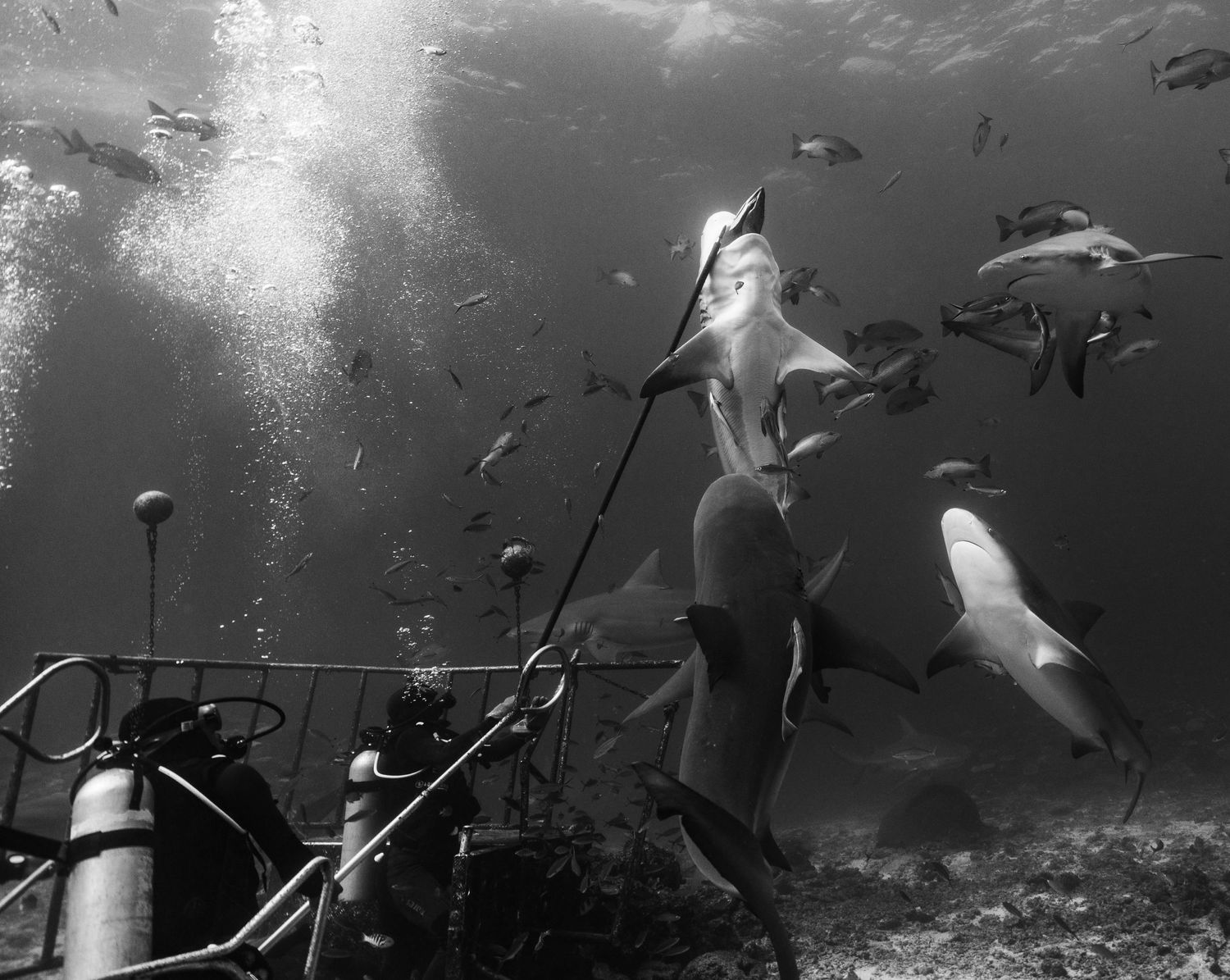 Dramatic underwater scene of sharks swimming near scuba gear with bubbles rising in the background.