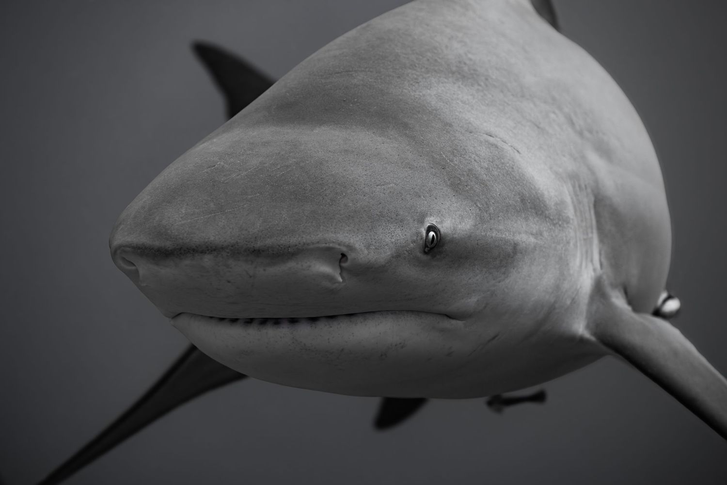Black and white close-up of a shark's face showing its powerful features and keen eye.