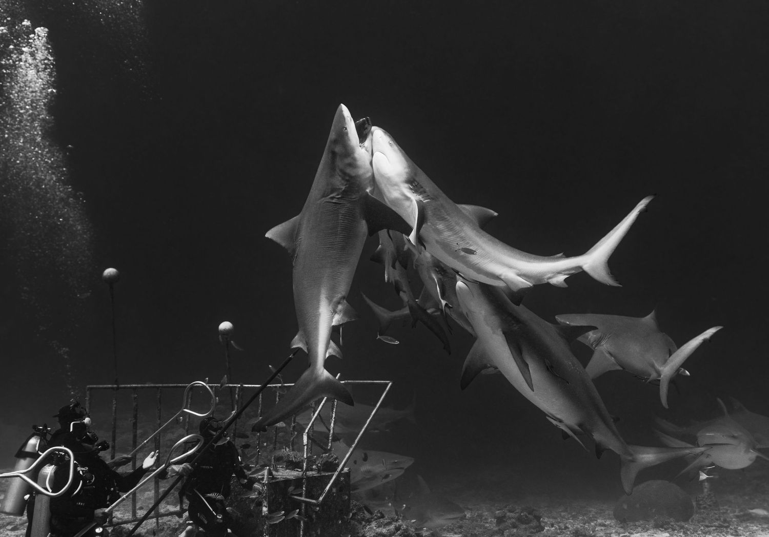 Black and white photograph of sharks swimming around underwater equipment.