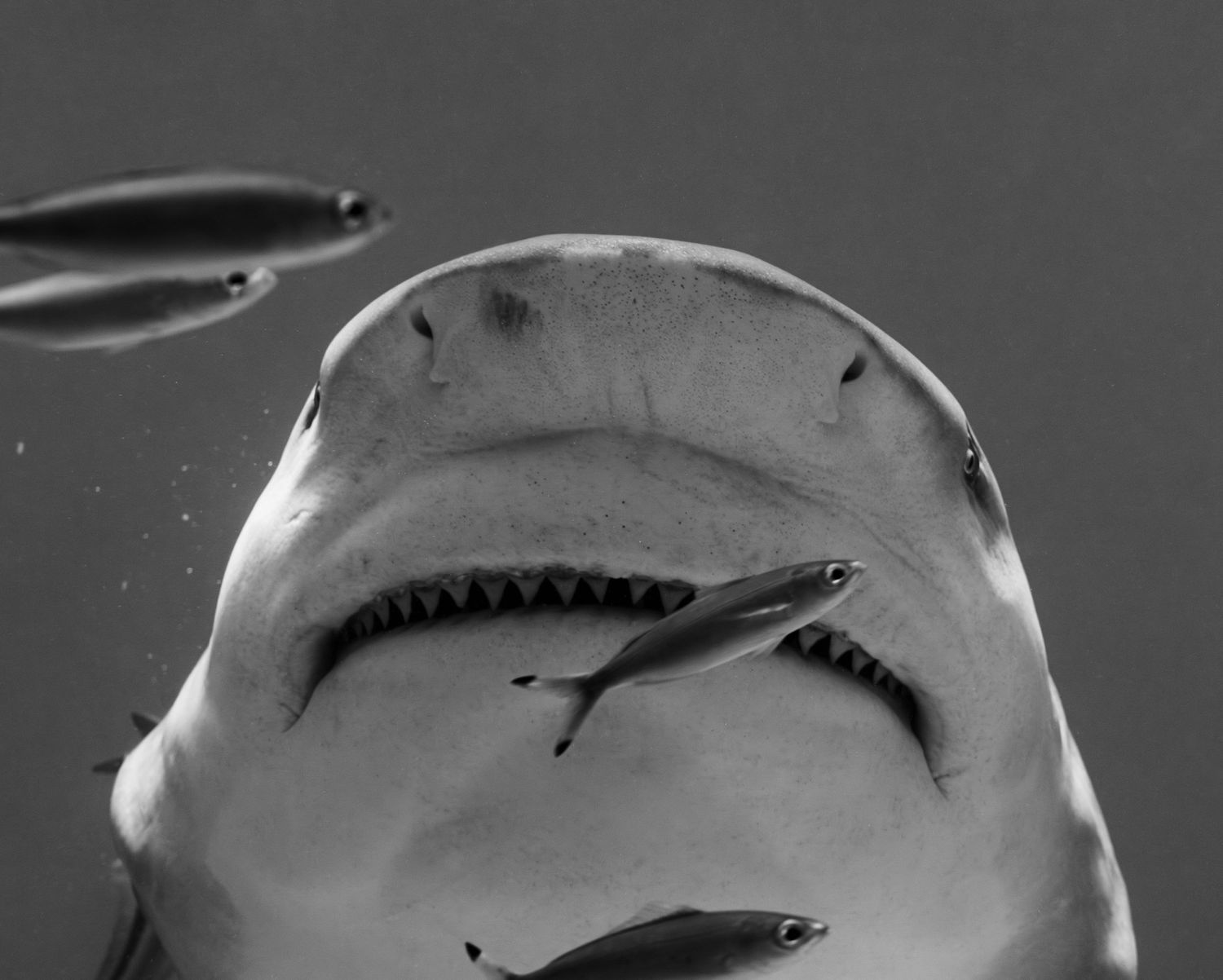 Underwater view looking up at a shark's mouth showing its rows of sharp teeth.