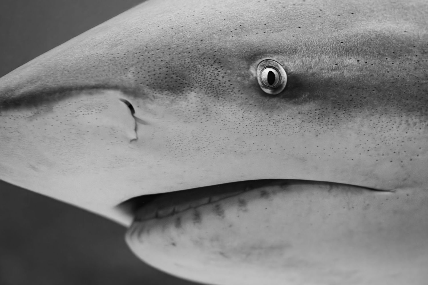 Close-up black and white shot of a shark's eye and snout showing its distinctive profile.