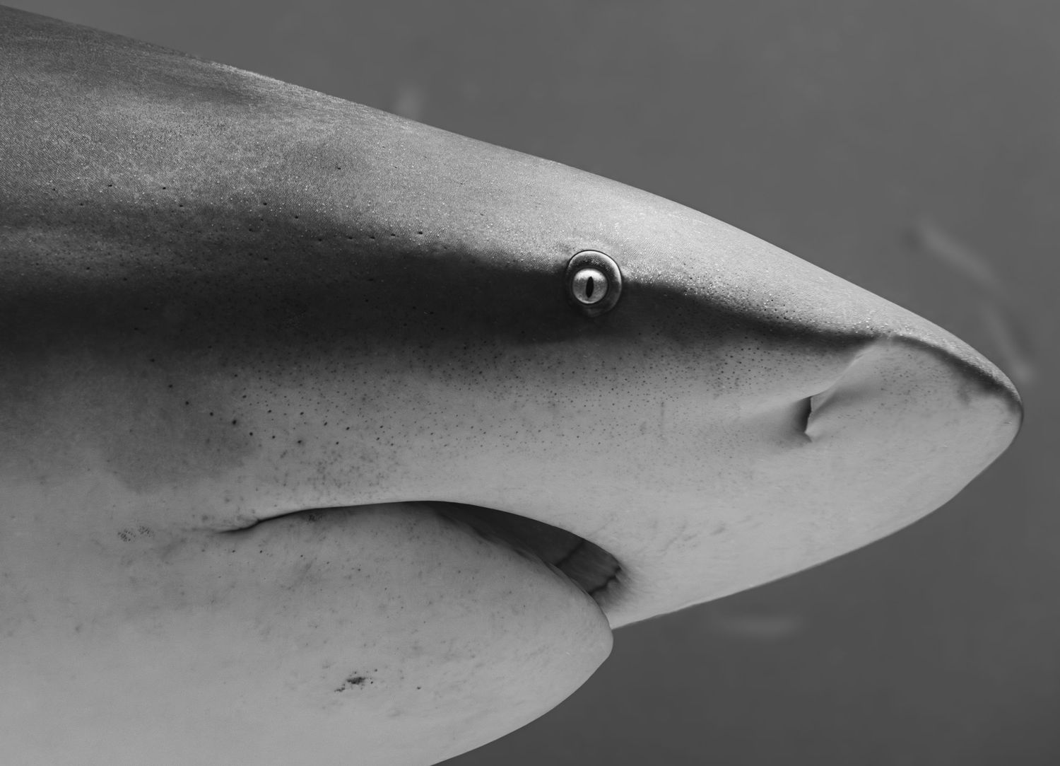 Detailed side profile of a shark's head highlighting its smooth skin and eye in monochrome.
