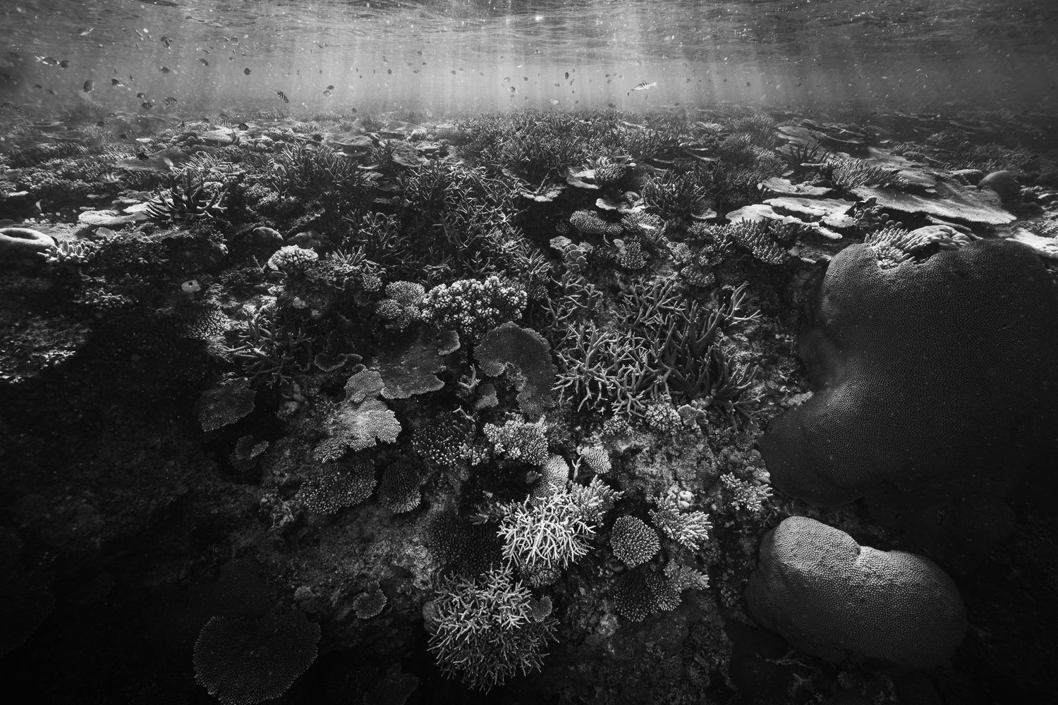 Black and white underwater photograph of a coral reef ecosystem with sunbeams penetrating the surface.