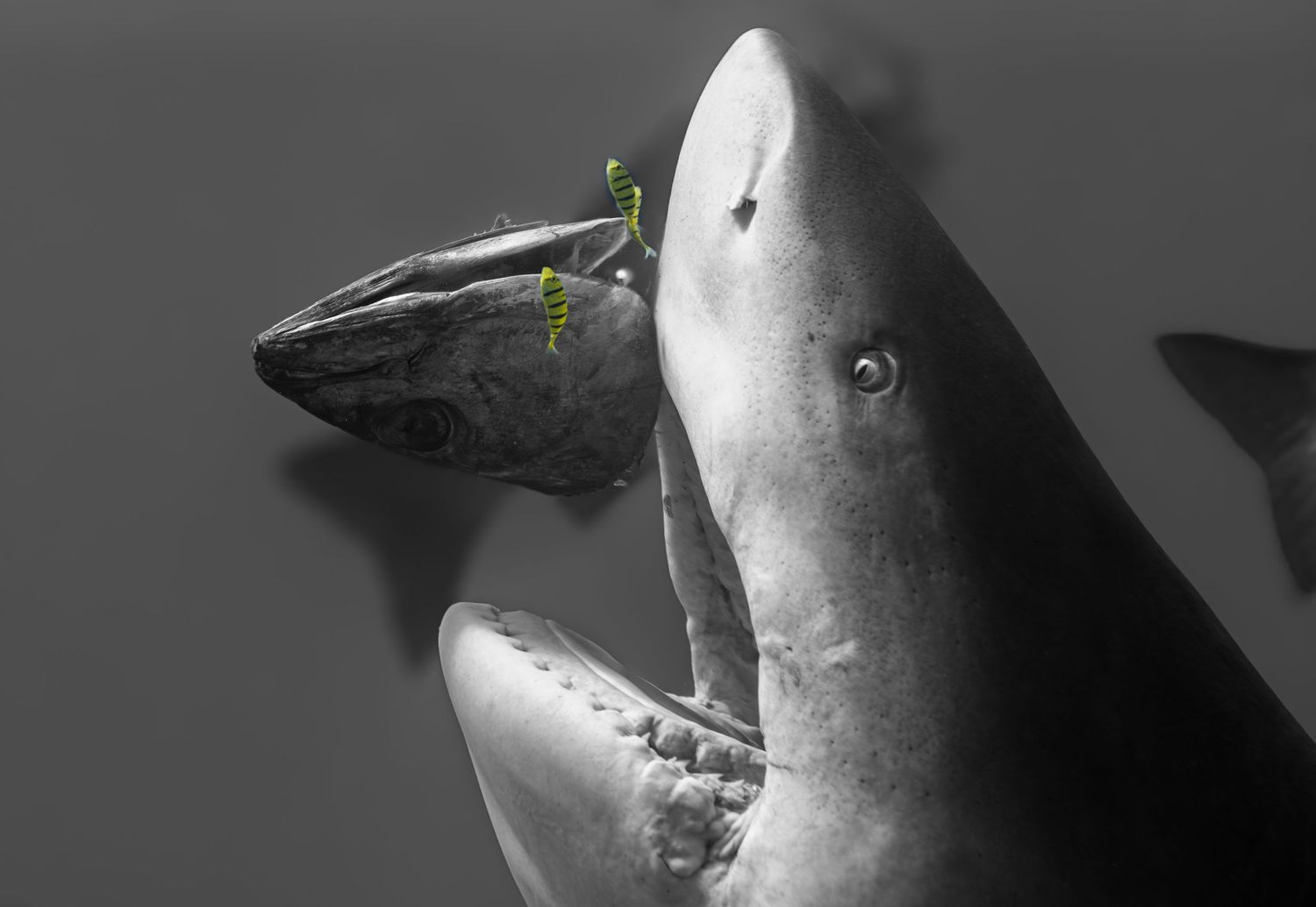 Striking black and white image of a shark with its mouth open near diving equipment.