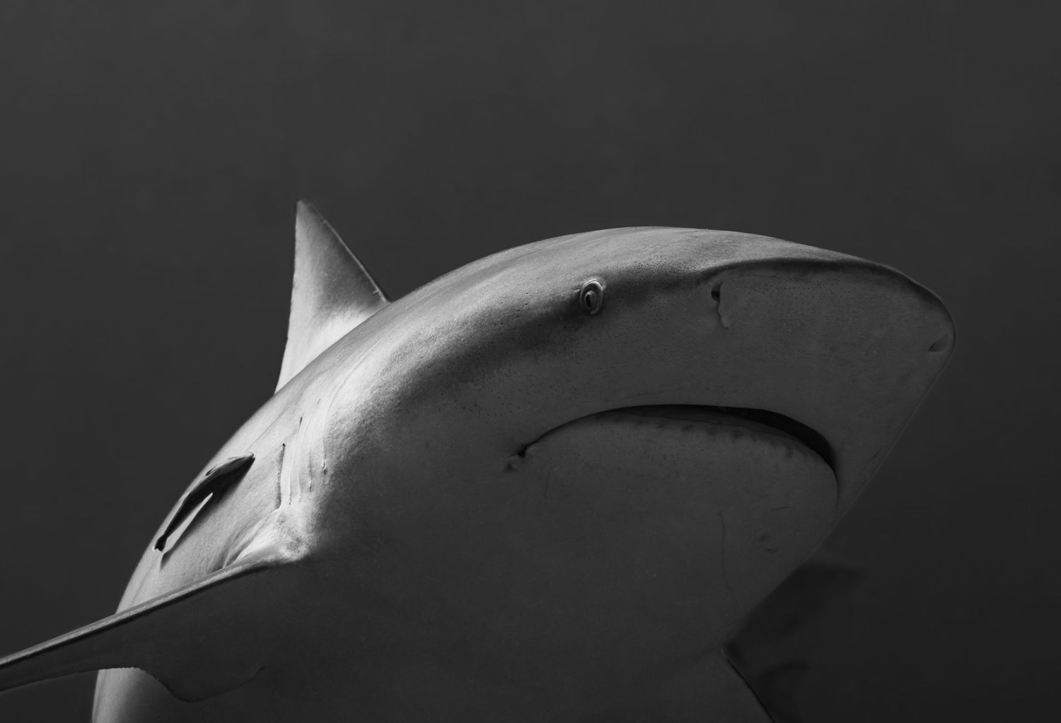 Sleek silhouette of a shark's profile against a dark background highlighting its fin.