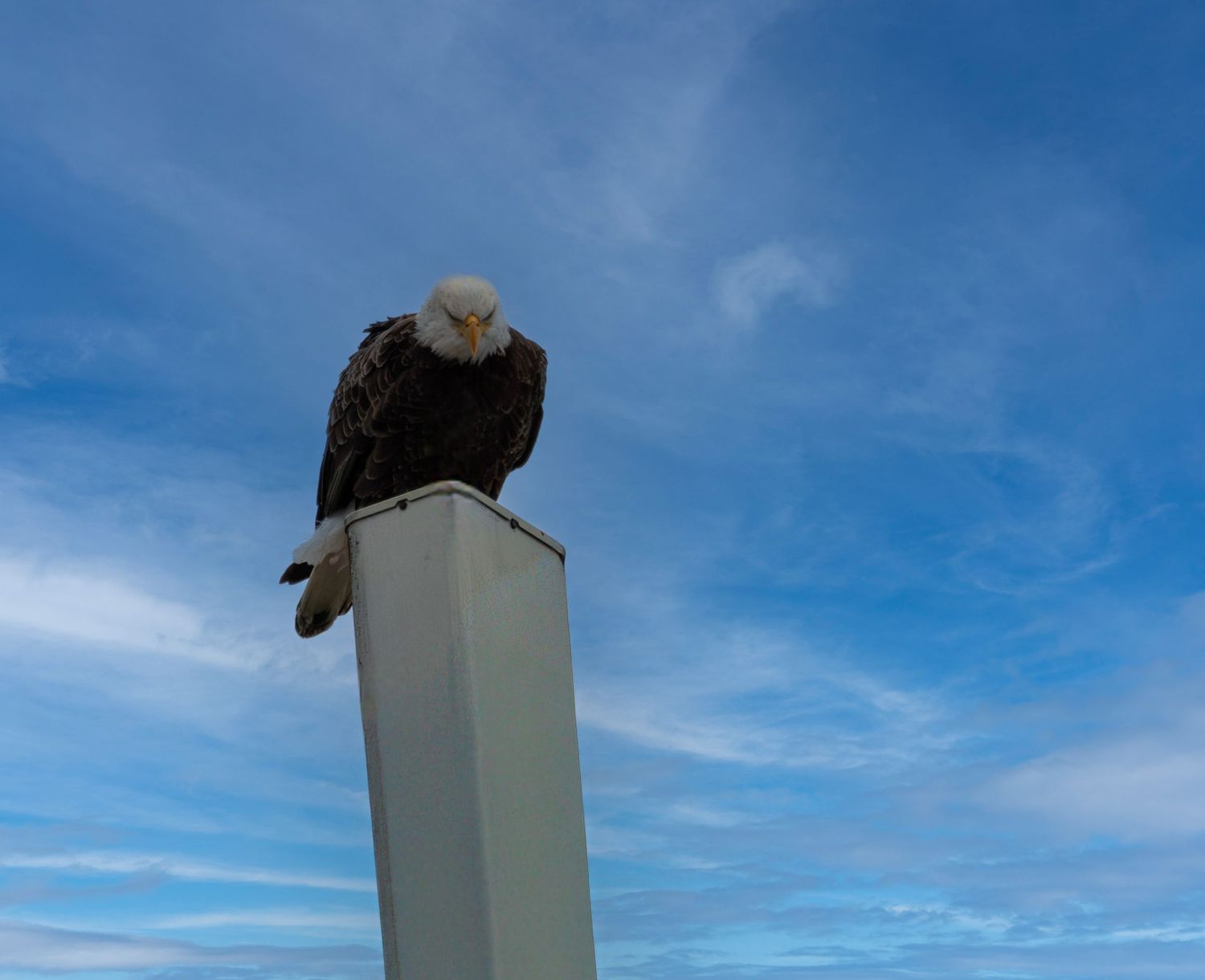 Eagle