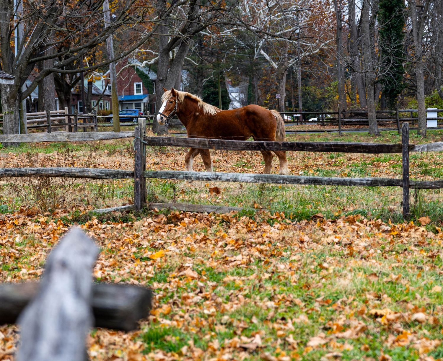 Horses landscape
