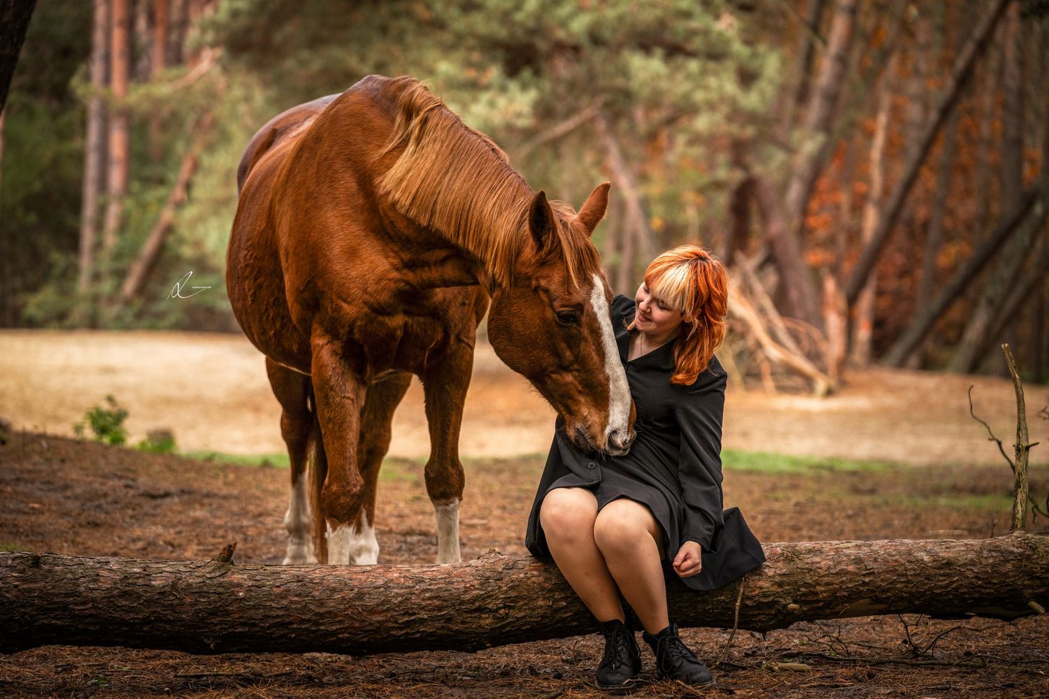 Chestnut horse and person sharing a quiet moment on fallen log in forest.