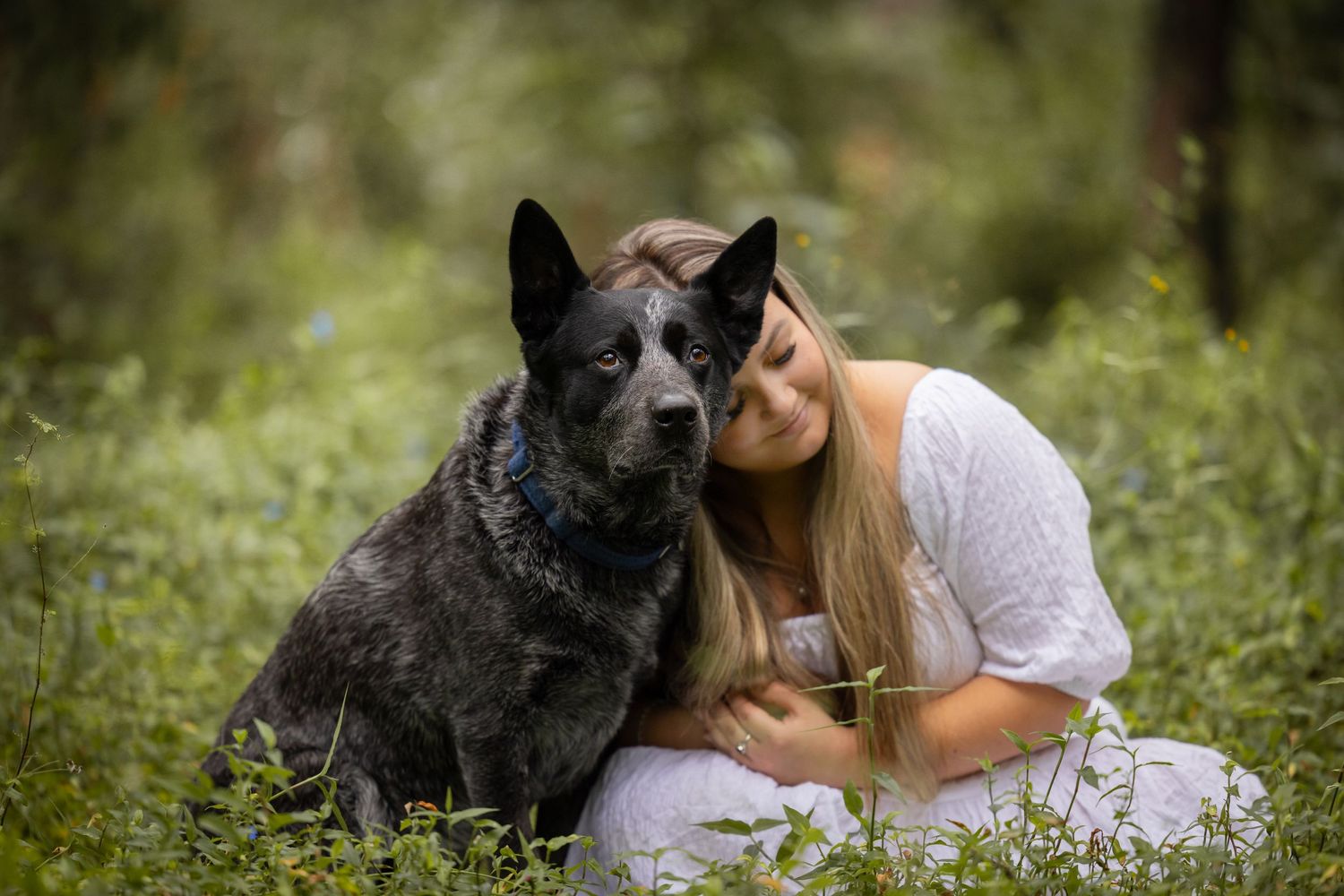 Blue heeler sits in a forest staring slightly off camera while a woman in a white dress rests her head on his shoulder