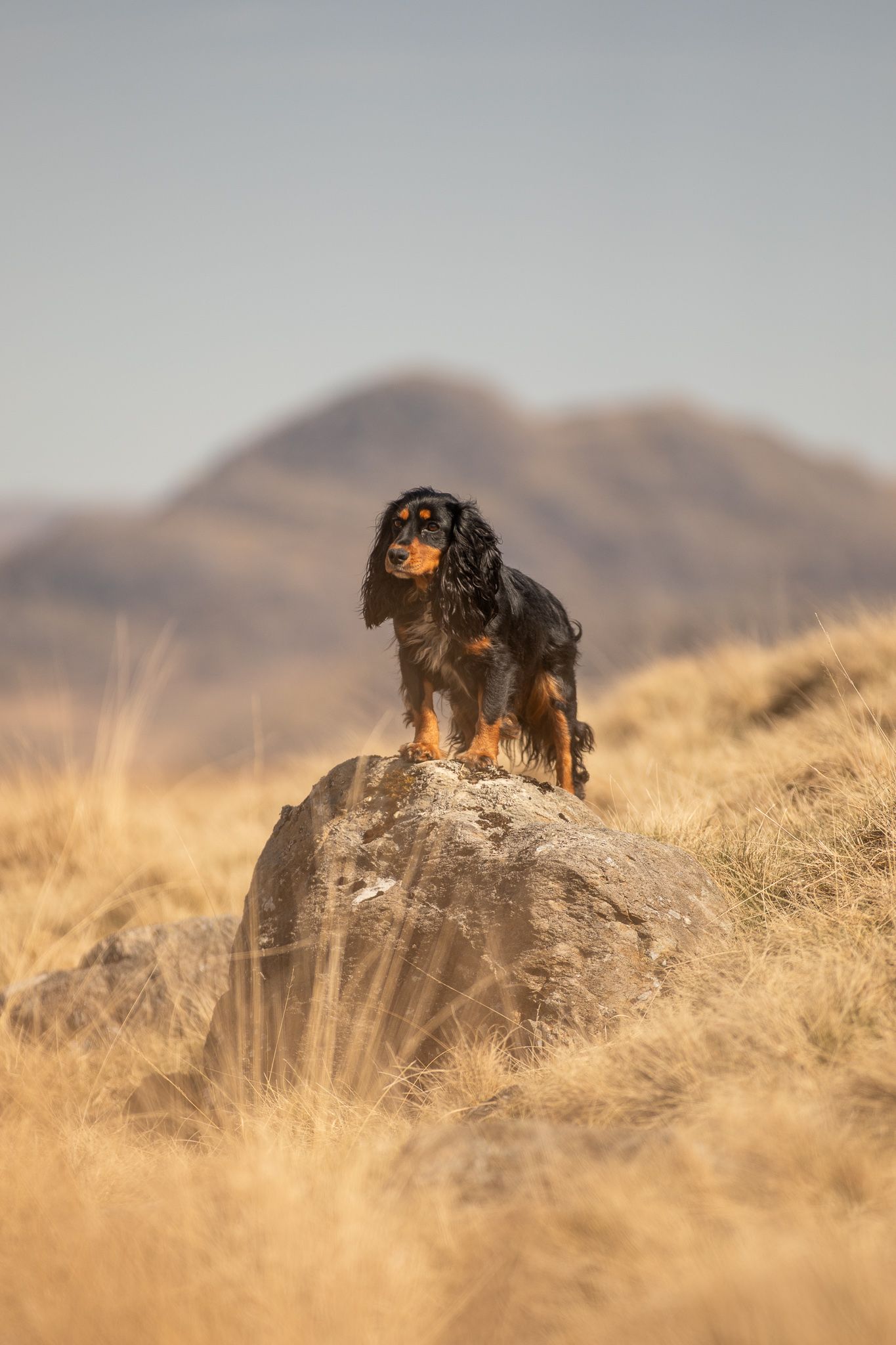 Portrait of a black and tan Dachshund lying in grass with beautiful bokeh background.