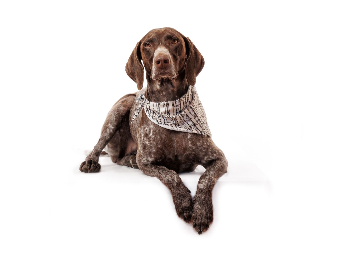 German shorthaired pointer dog with white chest lying down on white background.