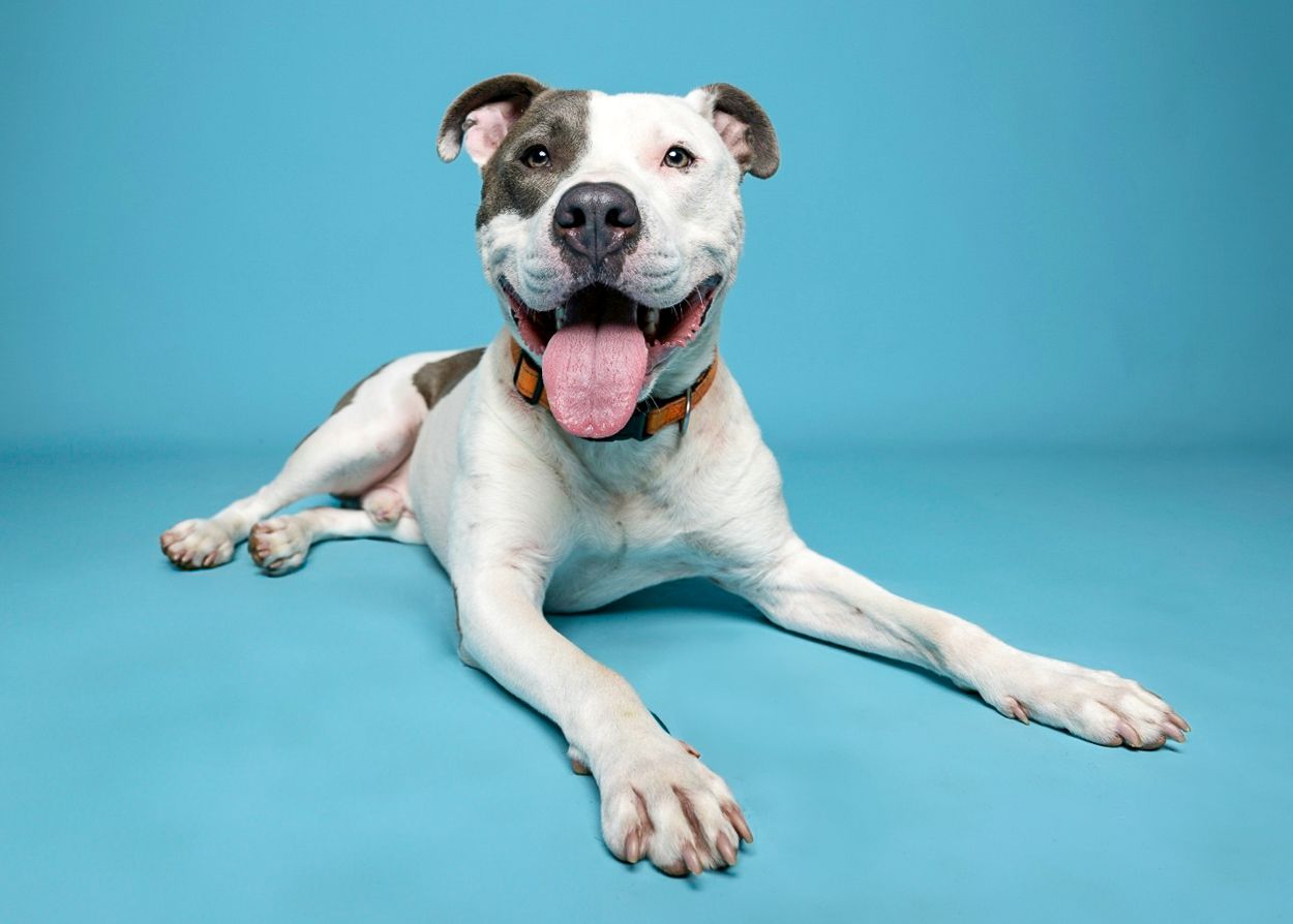 A grey and white dog is laying on a light blue back drop