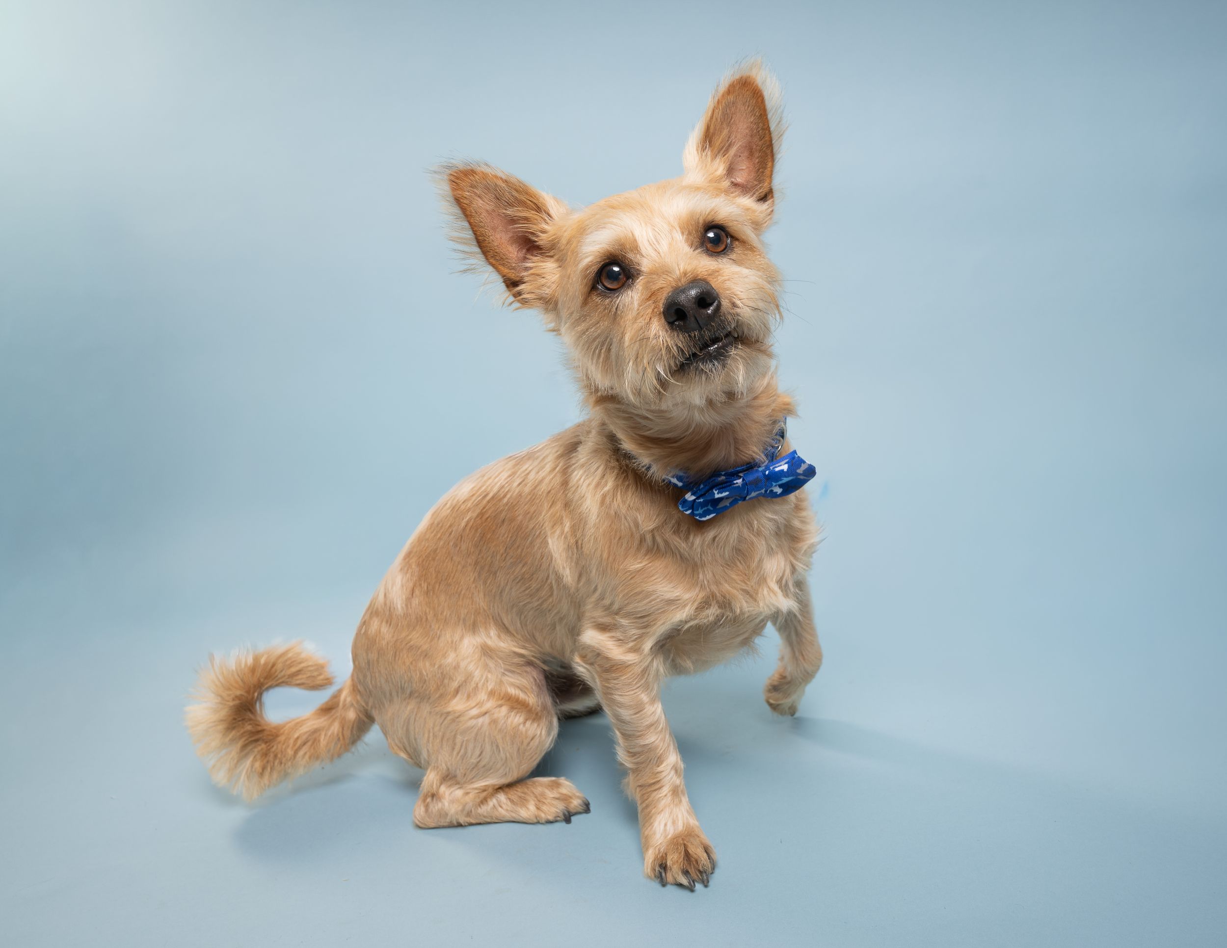 A fluffy tan dog wearing a dark blue bowtie in front of a blue background