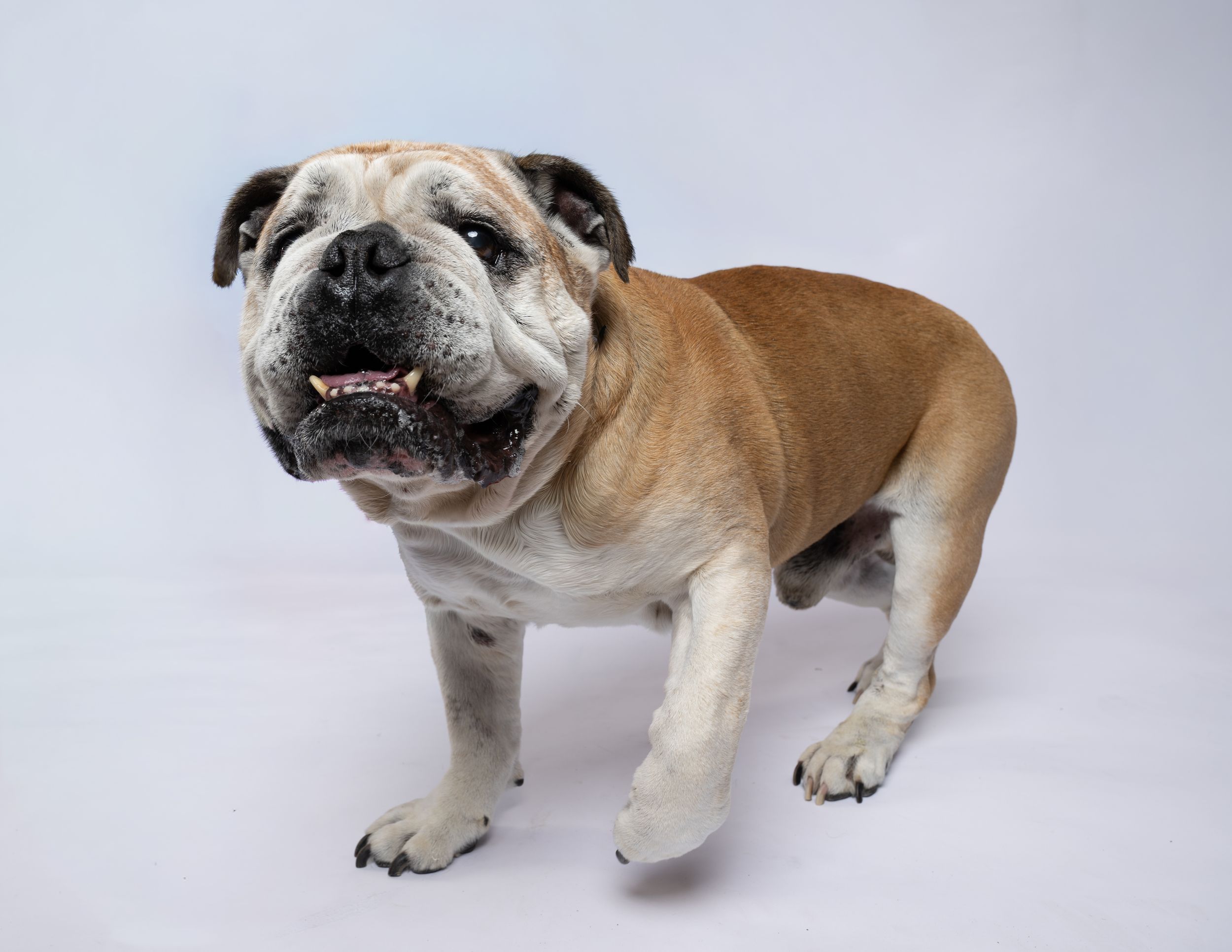 A tan and white bulldog faces the camera against a white background with a front paw raised