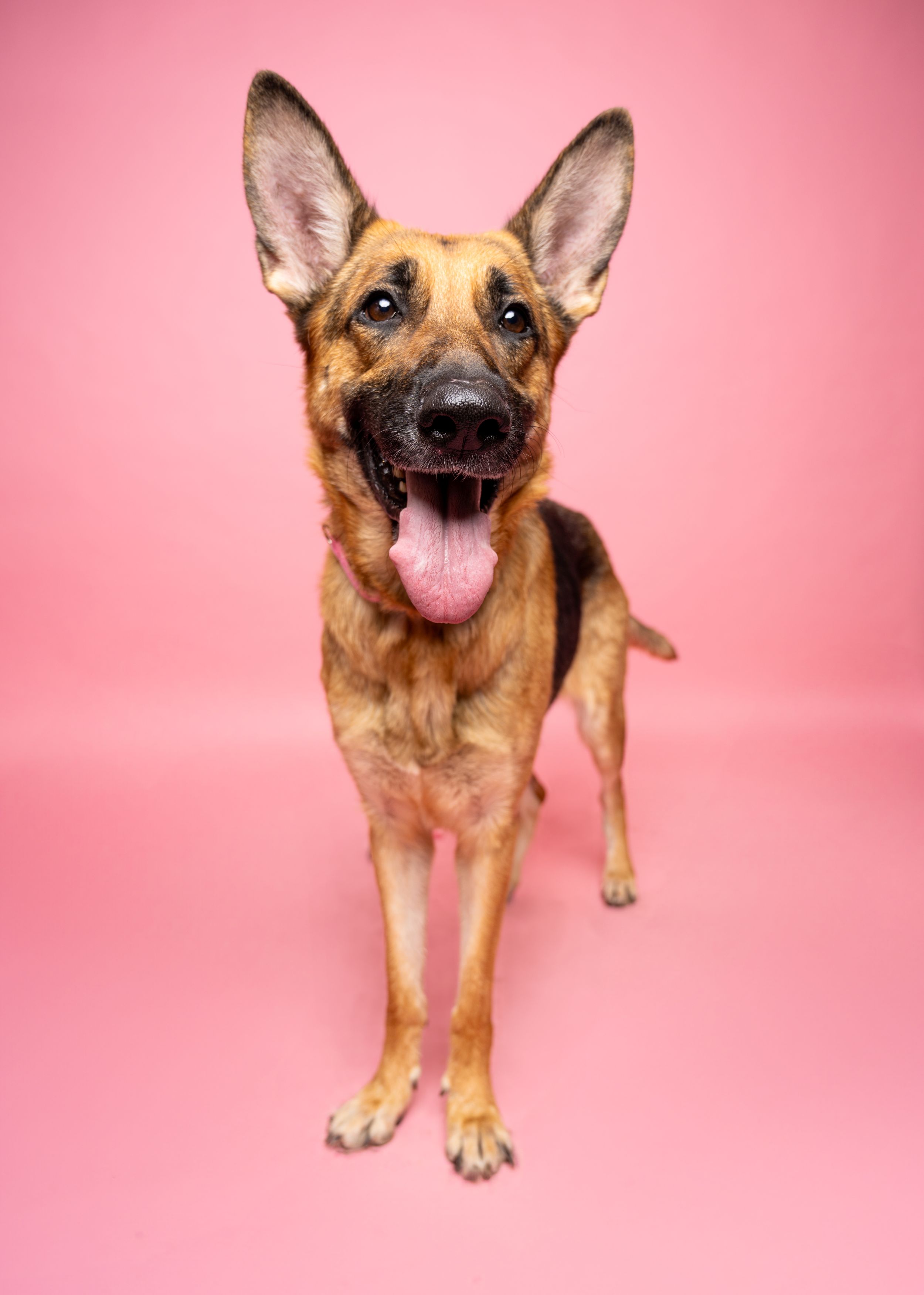 A brown and black dog is standing on a pink backdrop