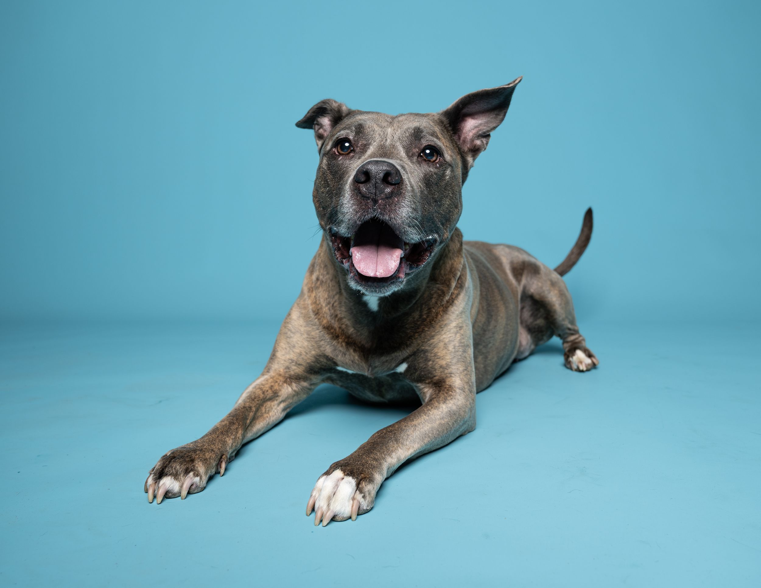 A grey dog is laying on a light blue back drop