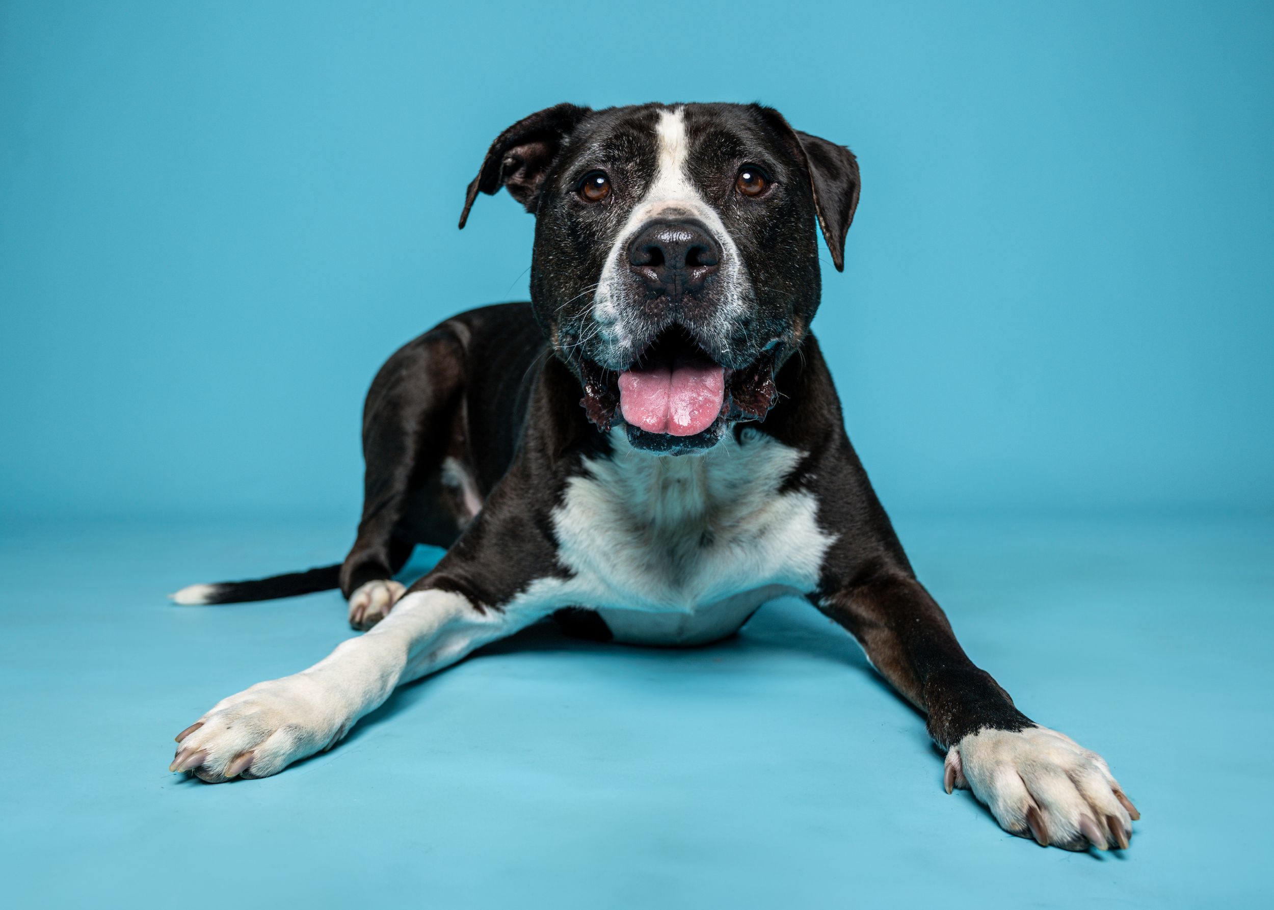 A black and white dog is laying on a light blue back drop