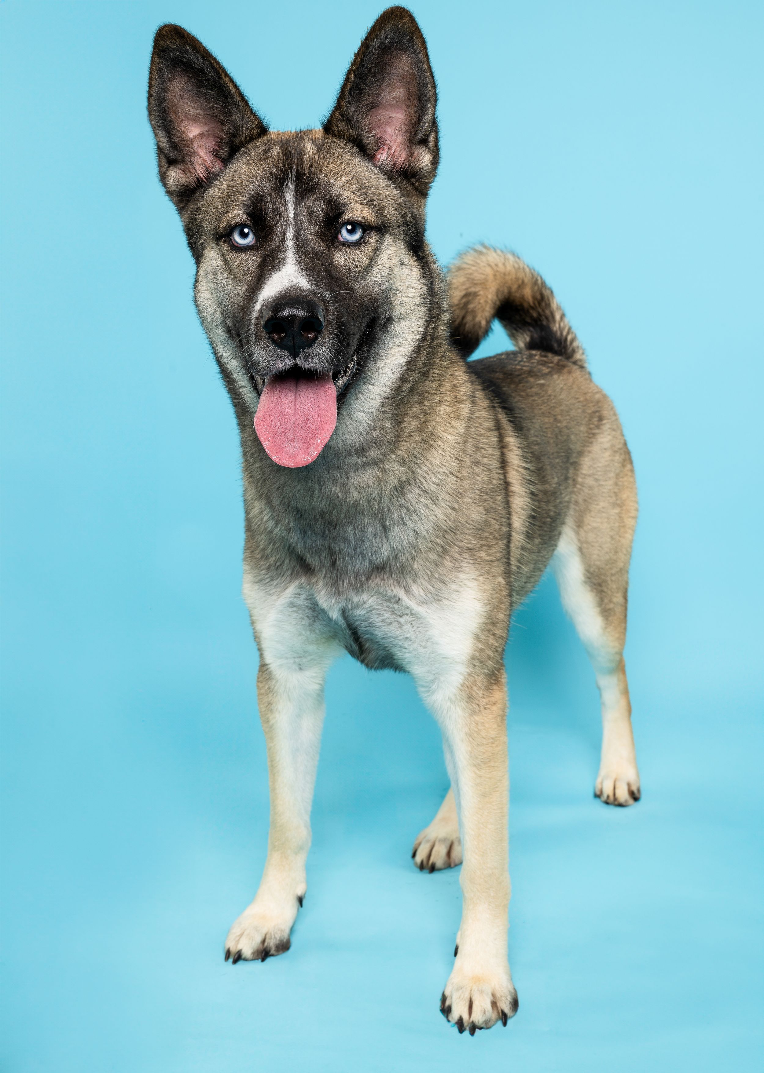 A fluffy white and back dog is in front of a light blue backdrop with its tongue hanging out