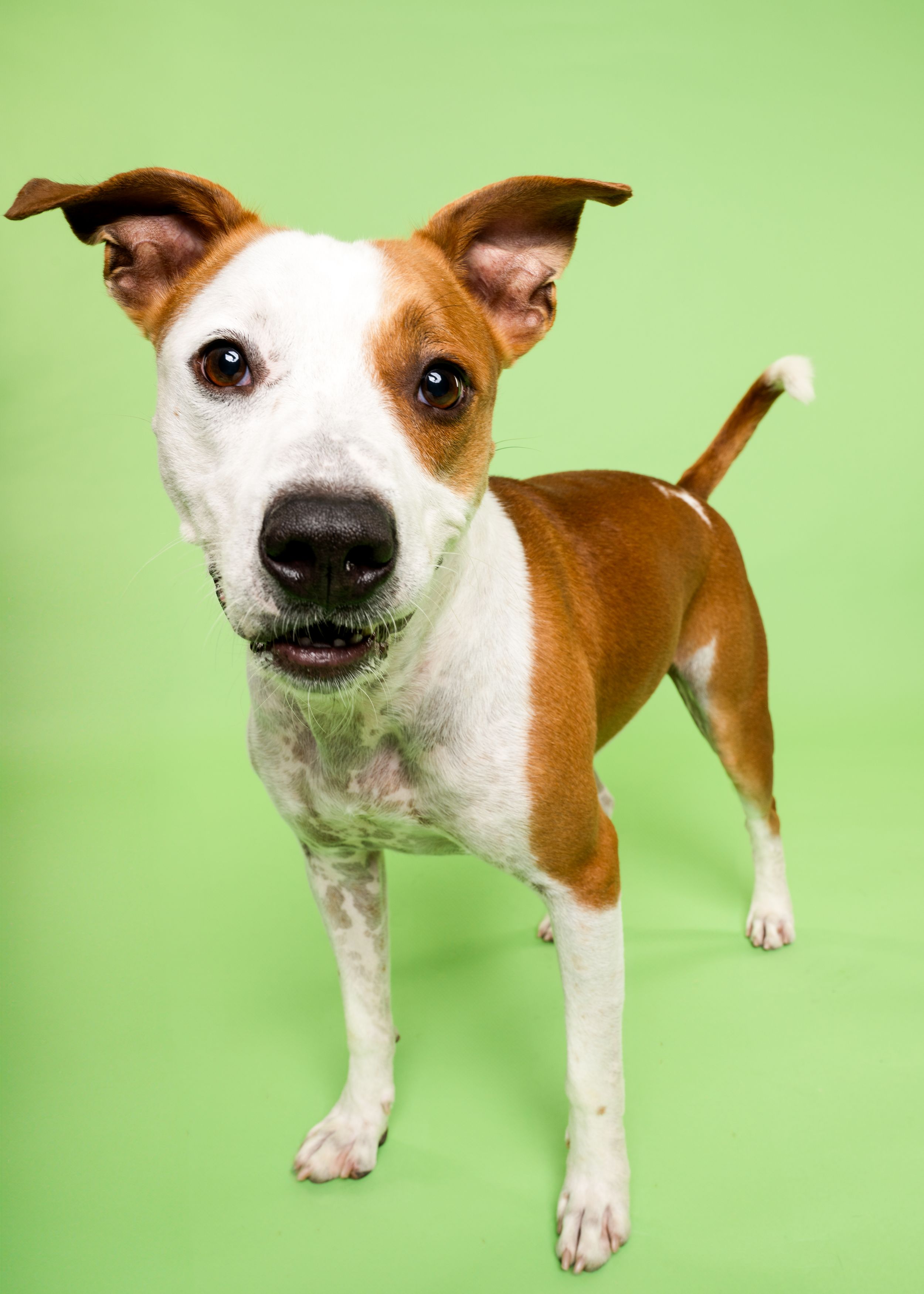 A tan and white dog is looking at the camera in front of a light green background