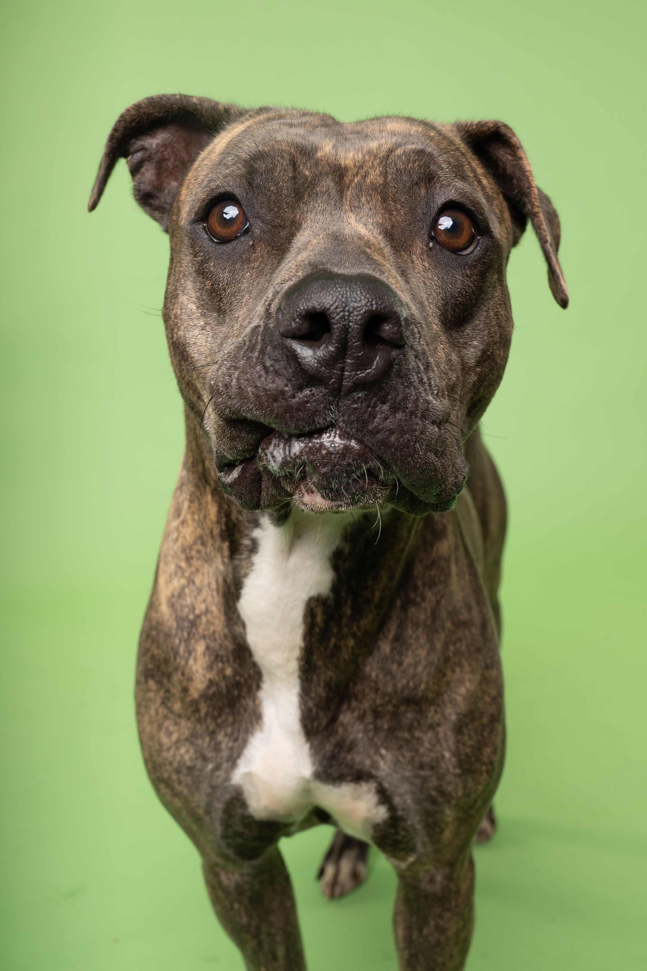 A brown dog is looking at the camera in front of a light green background