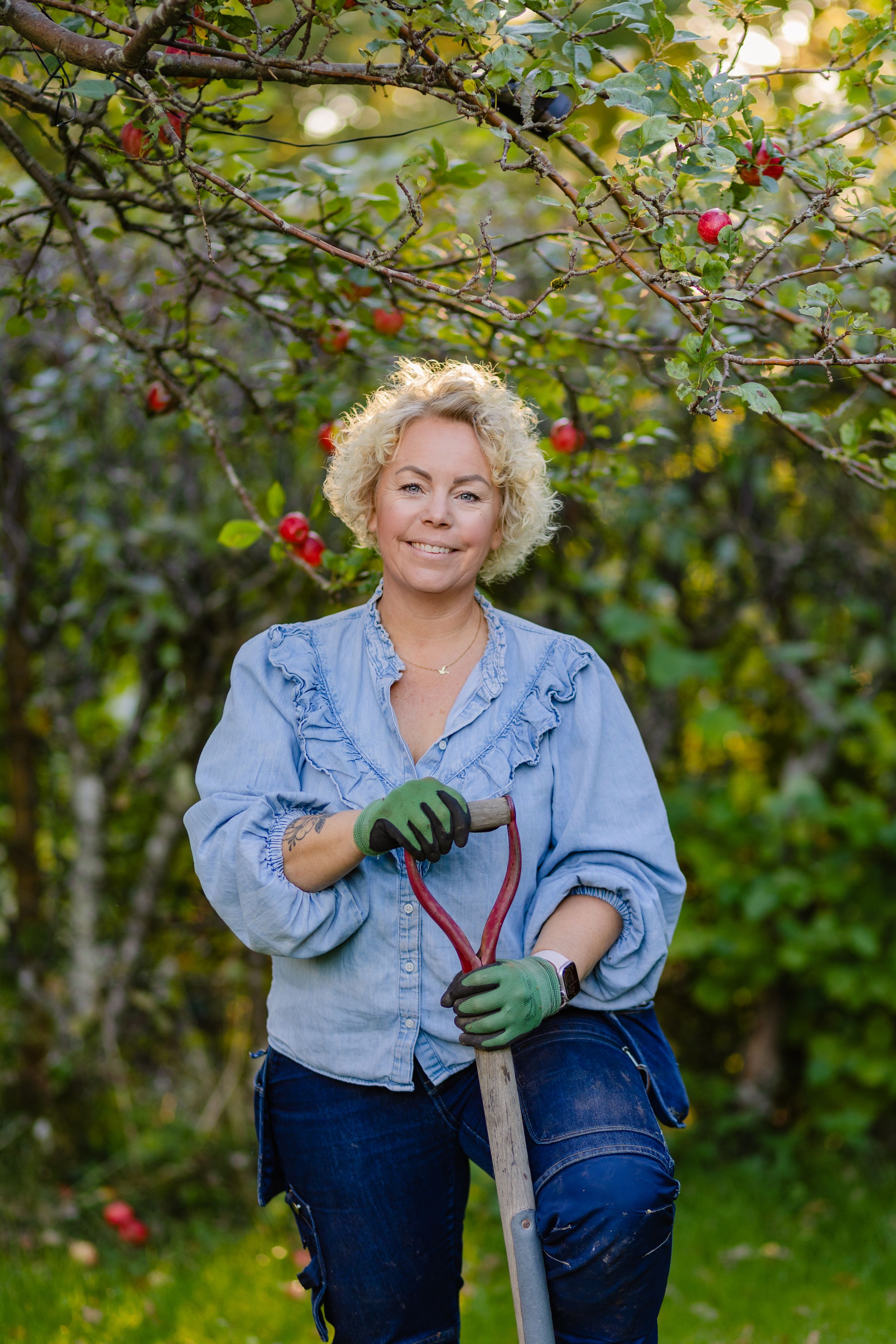 Gardener in denim shirt and gloves working among apple trees on a sunny autumn day.
