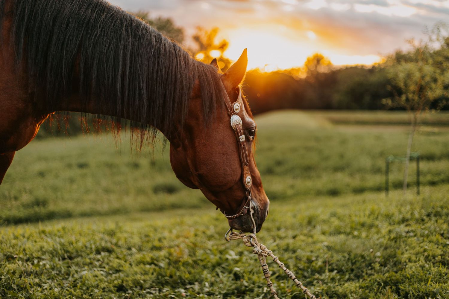A chestnut horse grazes on green grass at golden sunset, wearing a halter, in a peaceful pasture.