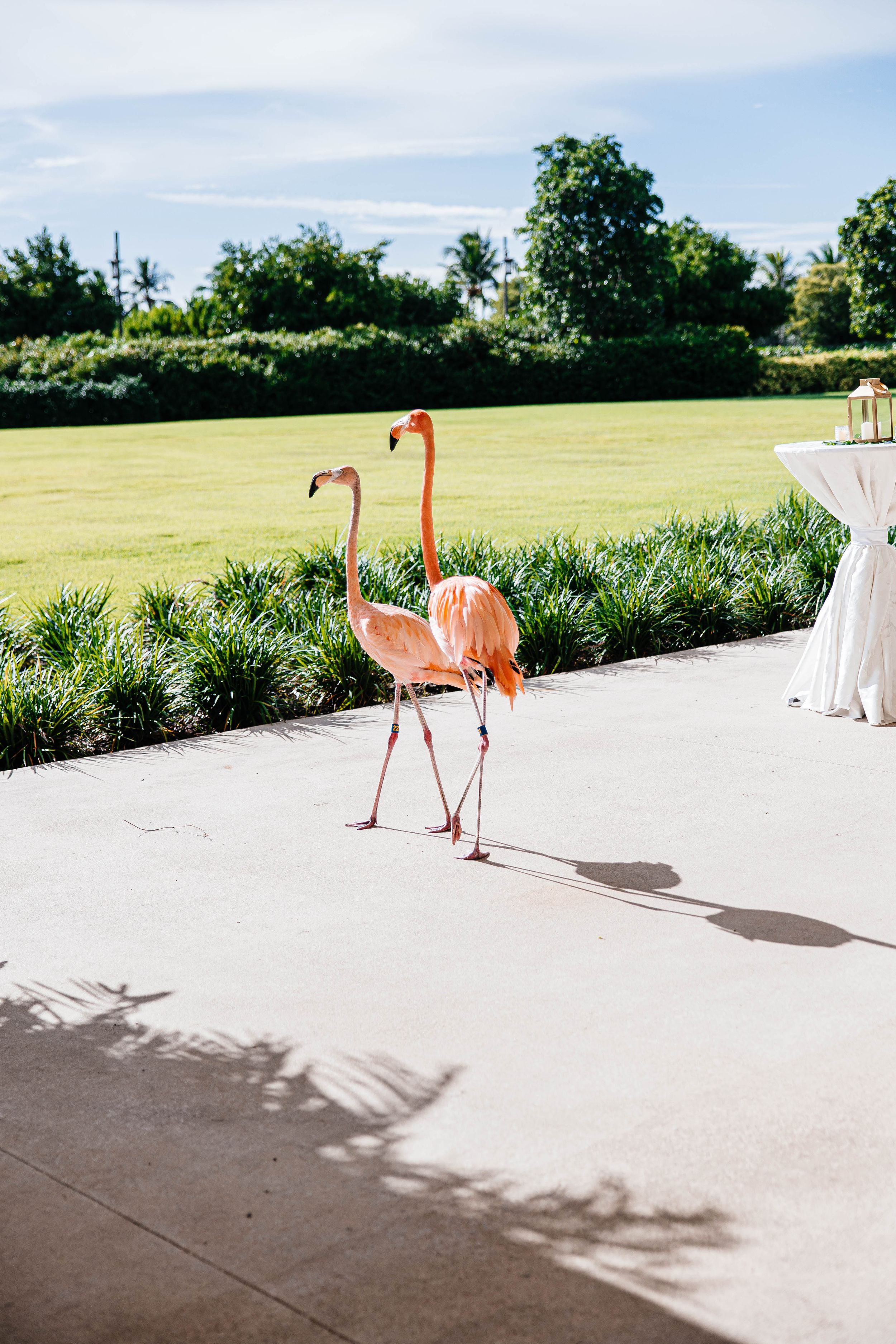 Two elegant pink flamingos walking on a patio at a tropical wedding venue with lush green lawn.