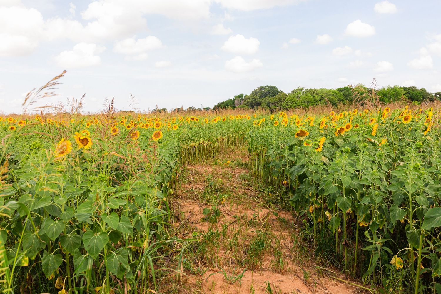 A vibrant sunflower field with a dirt path through blooming yellow sunflowers under a partly cloudy sky.