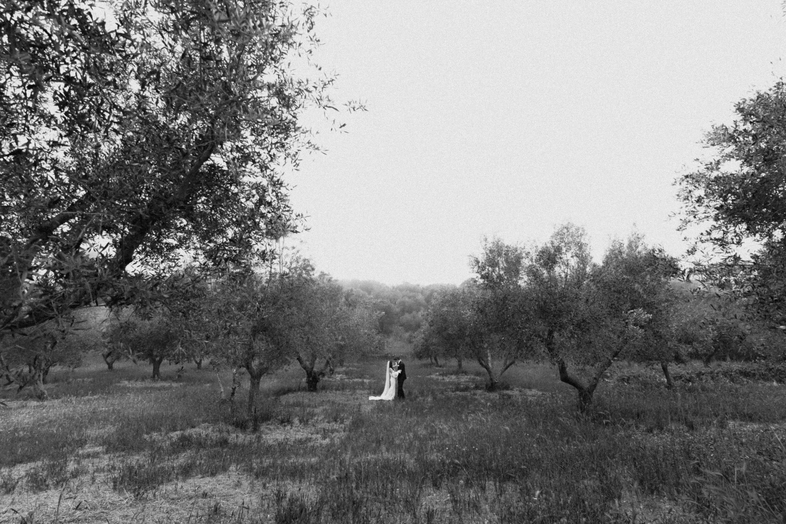 Black and white photo of a wedding couple embracing among olive trees in an open field.