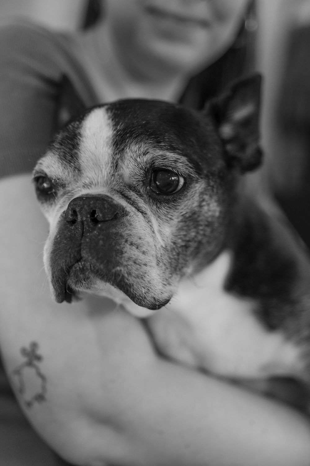 Black and white photo of a Boston Terrier being held by a tattooed woman, looking directly at the camera.