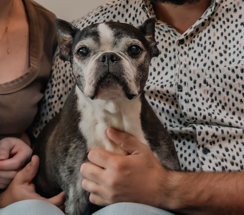 Elderly Boston Terrier dog sitting between two people on a couch, being gently held by their hands.