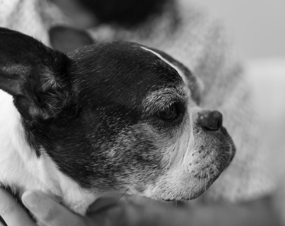 Close-up black and white photo of a sleepy Chihuahua dog resting in someone's arms.