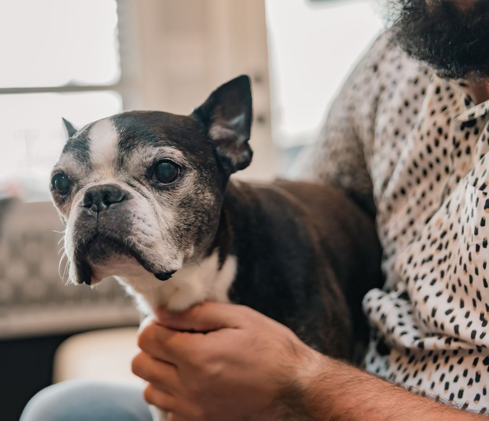 A bearded man in a patterned shirt holds a small black and white Boston Terrier dog indoors.