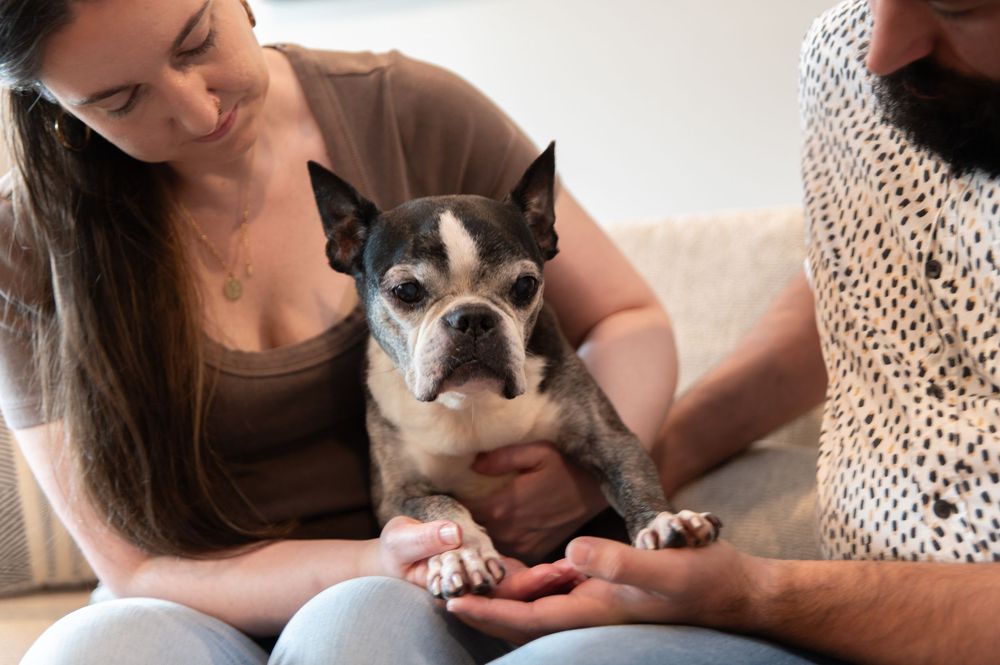 A couple tenderly holds a Boston Terrier dog on a couch, showing love and care for their beloved pet.