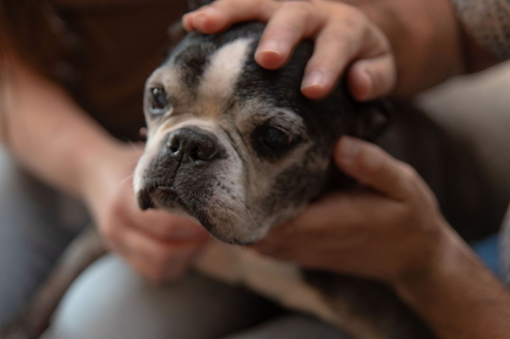 A person gently cradles a French Bulldog's face with both hands in a tender moment of affection.