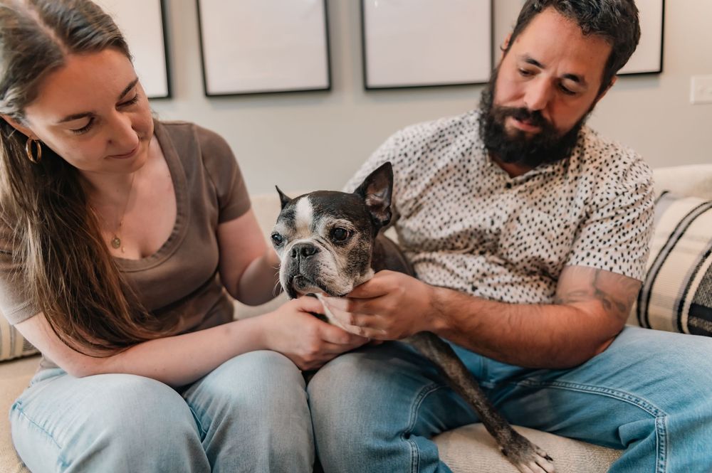 Couple sitting on a couch together petting their French Bulldog.