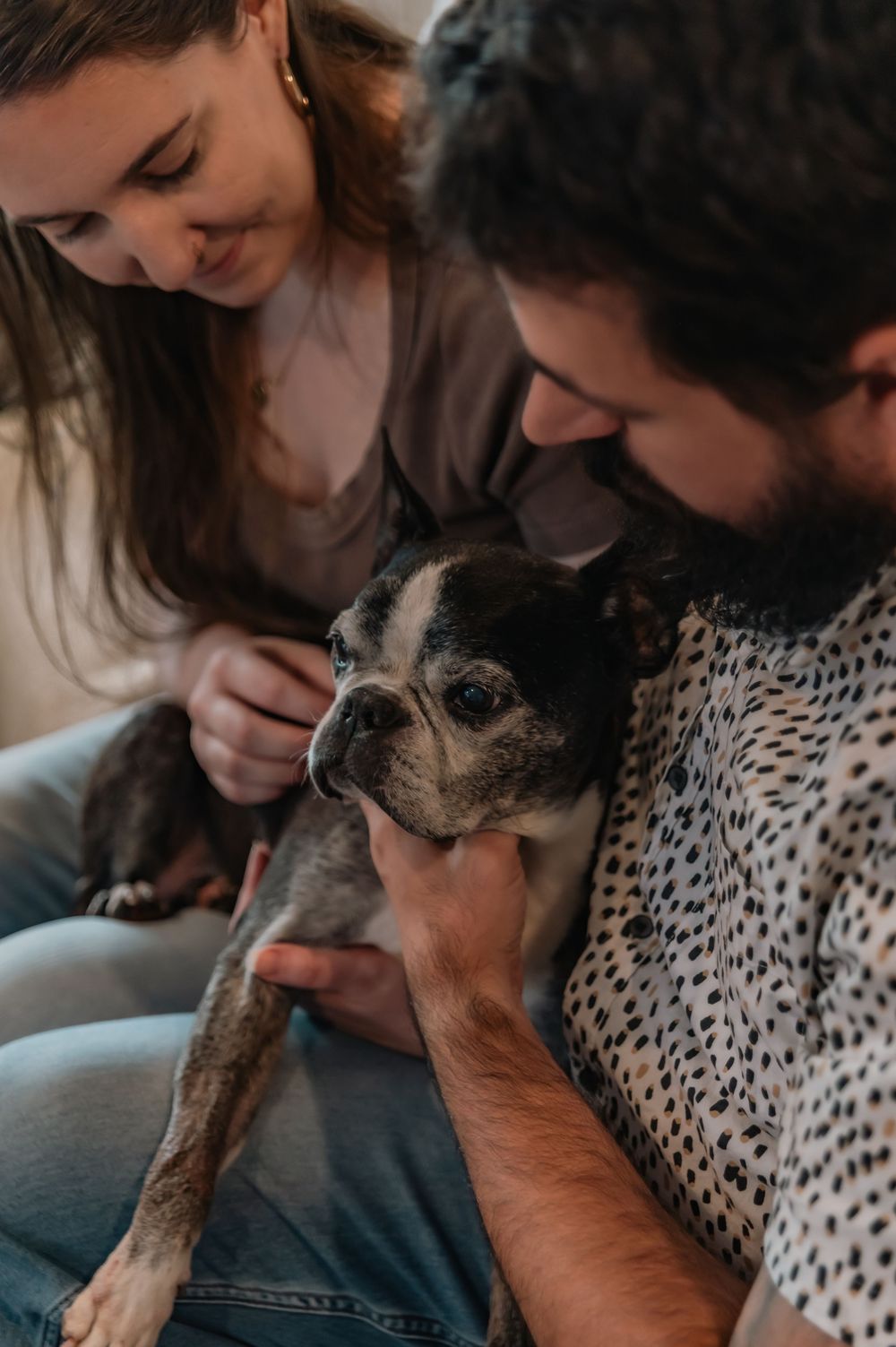 A smiling couple lovingly holds and pets a small Boston Terrier dog together indoors.