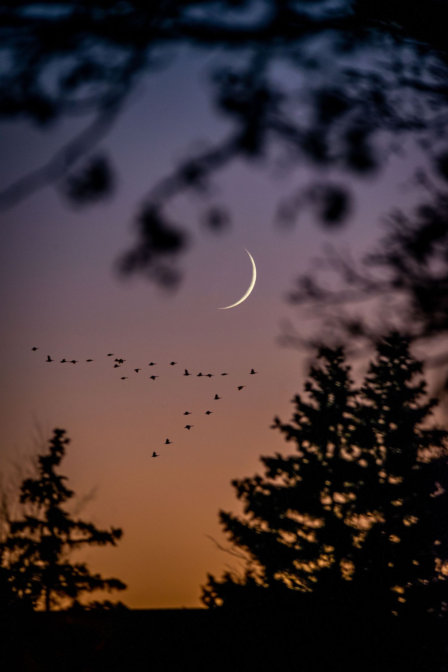 Crescent moon and birds in V-formation flying at dusk framed by silhouetted tree branches.