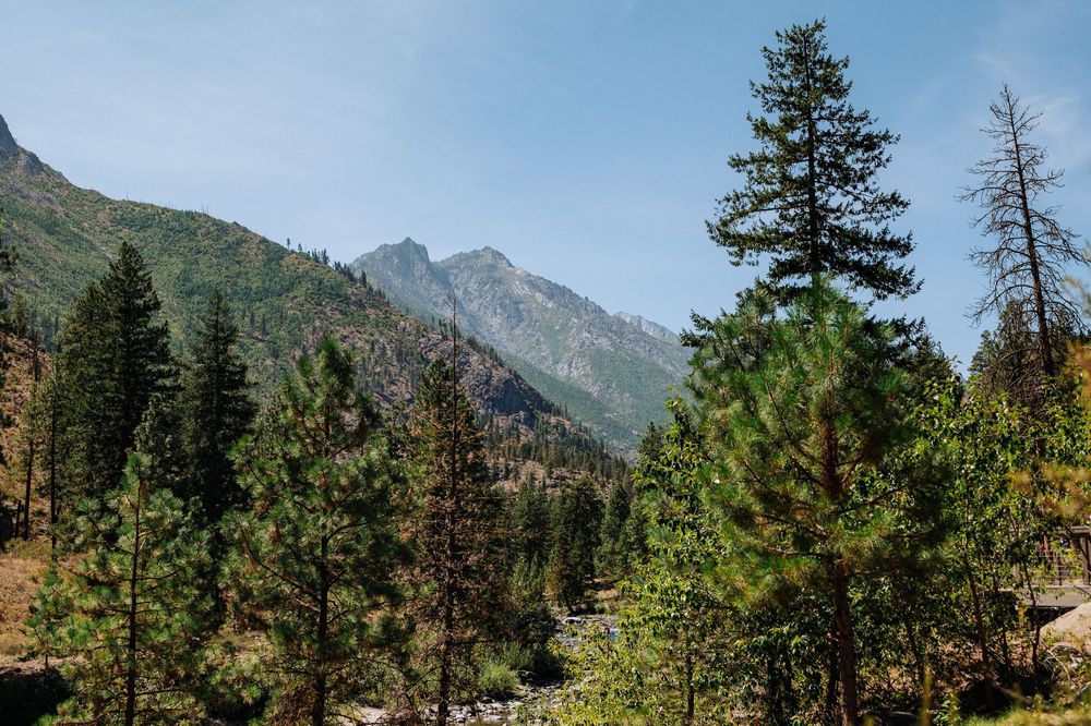 Tall evergreen pine trees with rocky mountain peaks and blue sky in a scenic alpine forest landscape.